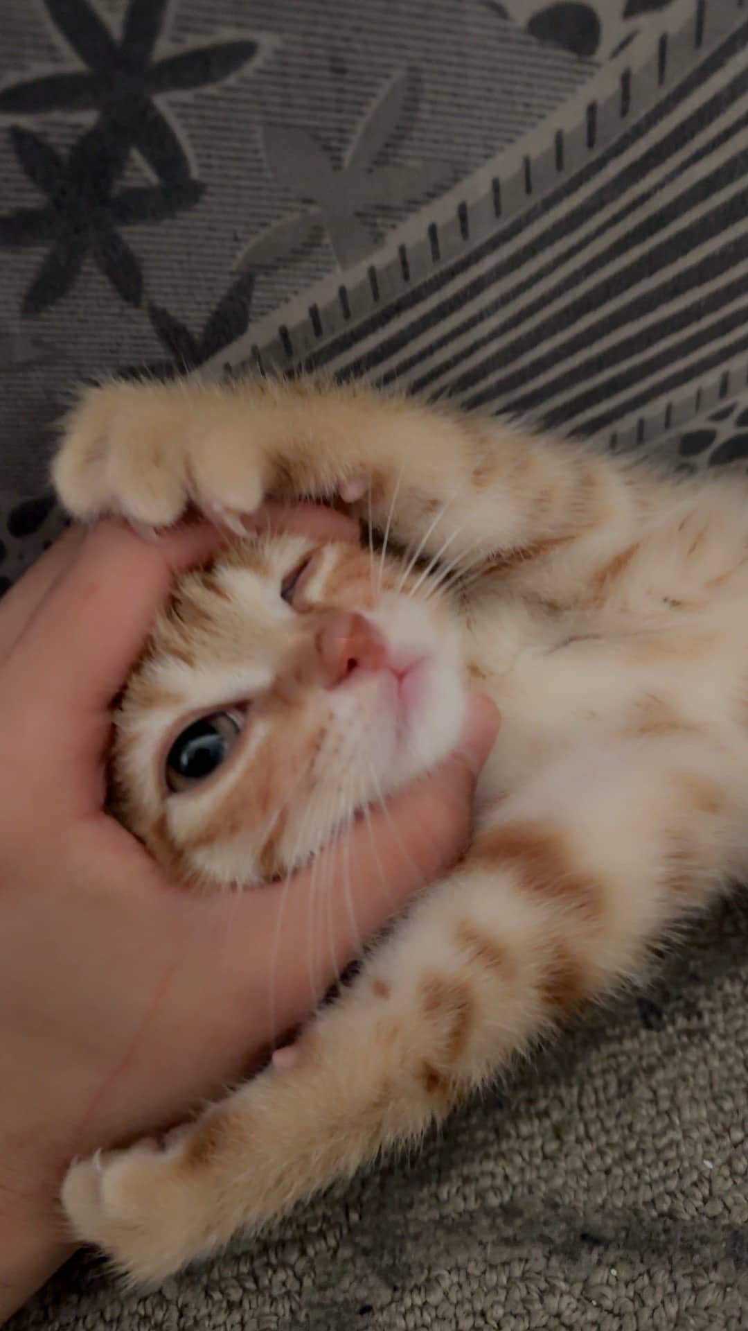 Sheerow - Domestic Shorthair cat available for adoption in Ontario