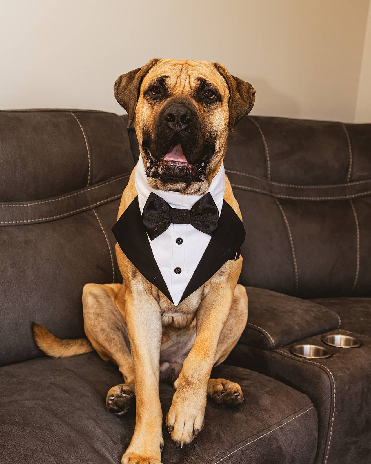 Roman - Cane Corso available for adoption at Owner Rehoming in St. John's