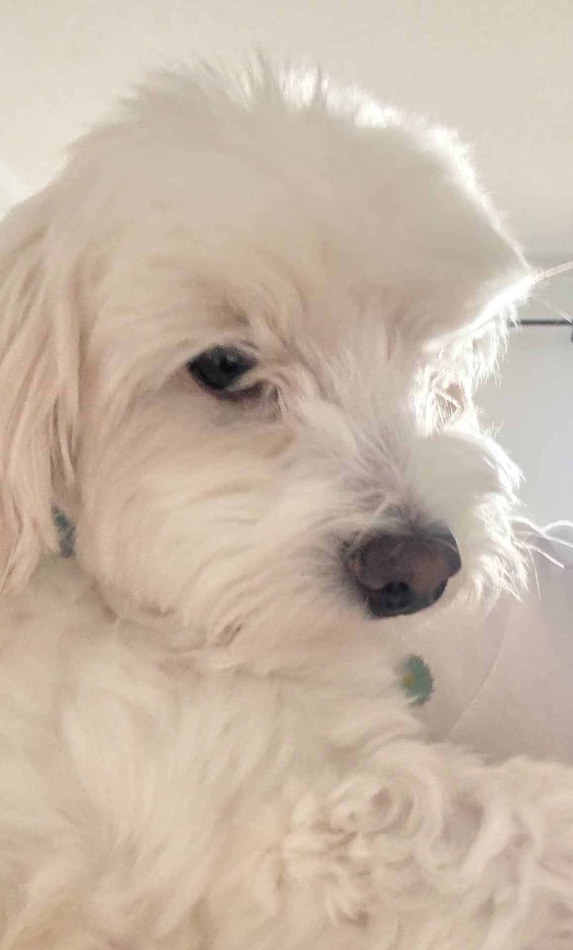 Toby - Havaneese available for adoption at Owner Rehoming in Innisfil (1 of 5)