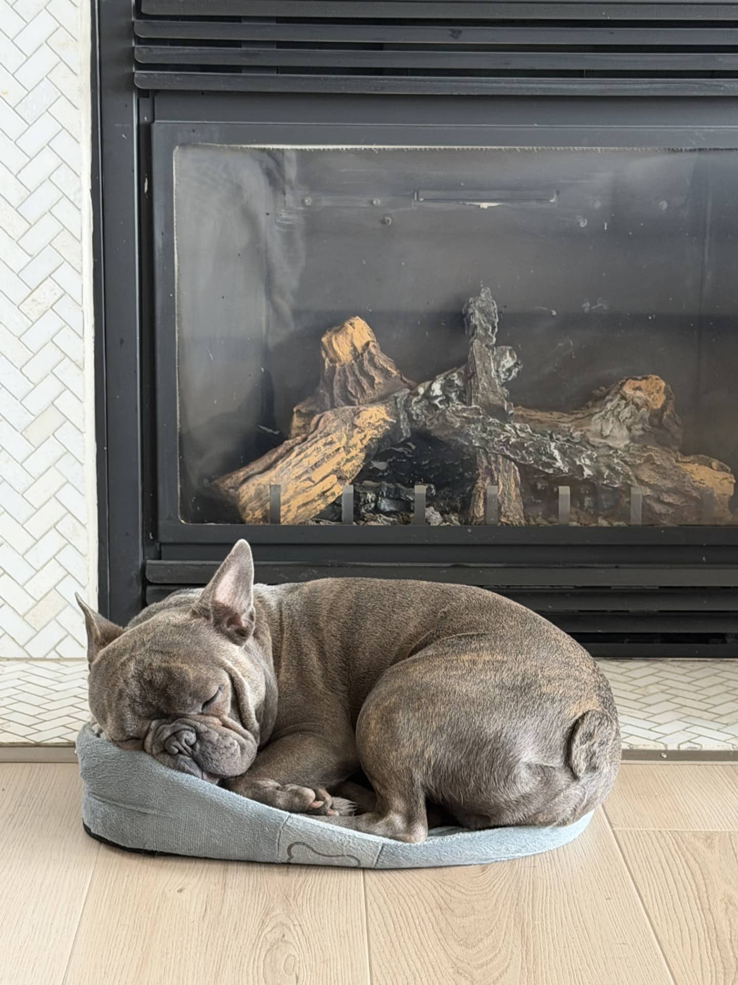 Gus - French Bulldog cross Boston Terrier available for adoption in British Columbia
