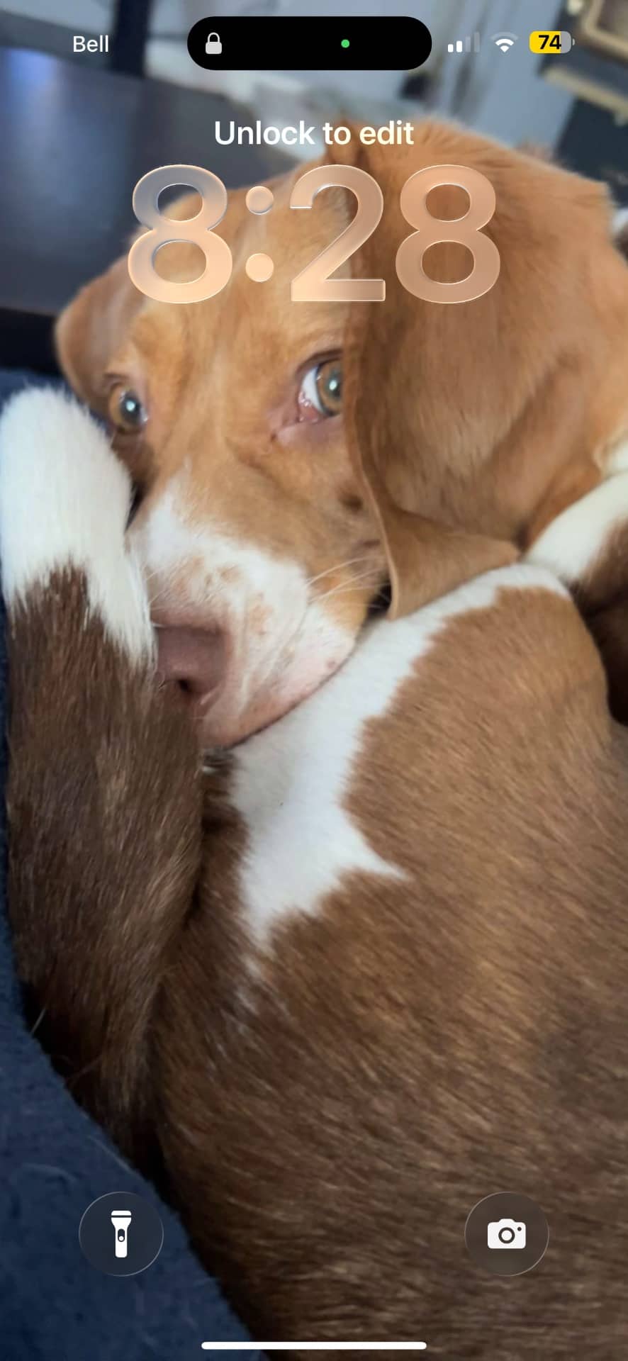 Charlie - Beagle available for adoption at Owner Rehoming in Grande Prairie (1 of 5)