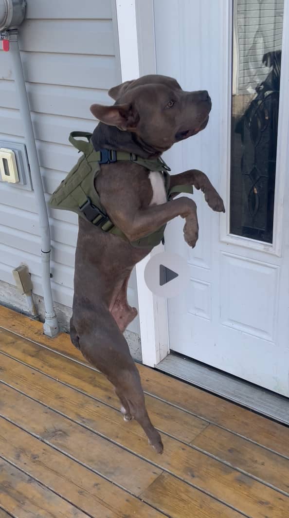 Negan - American Bully available for adoption in Saskatchewan