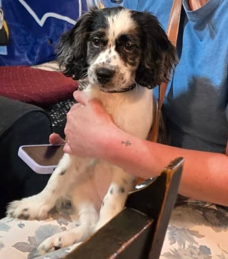 Brooklyn - Cockapoo available for adoption at Owner Rehoming in Brantford