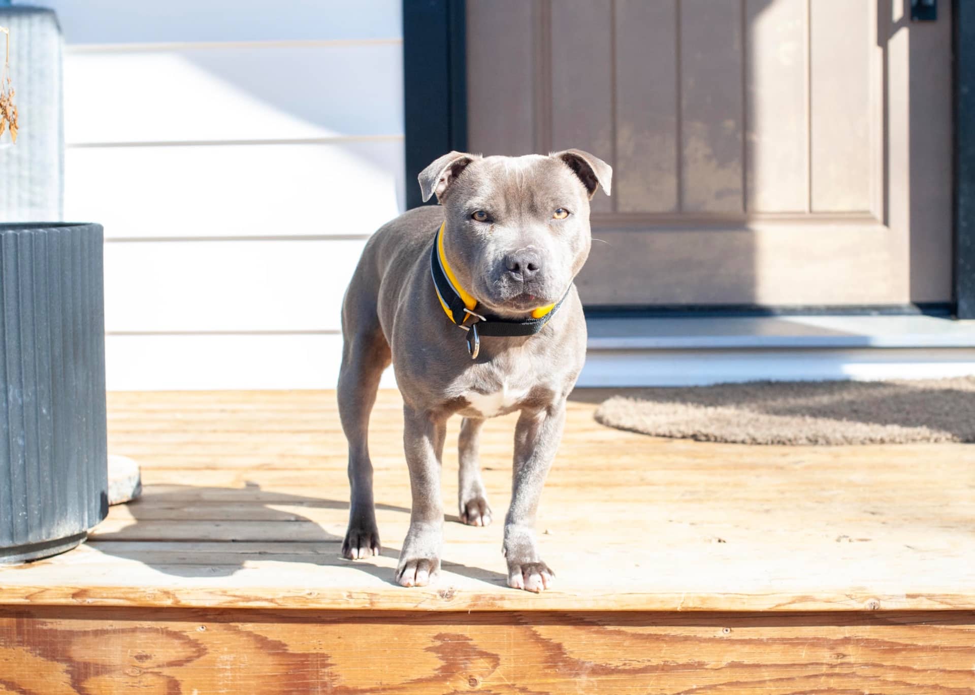 Moto - Staffordshire Terrier available for adoption in Alberta