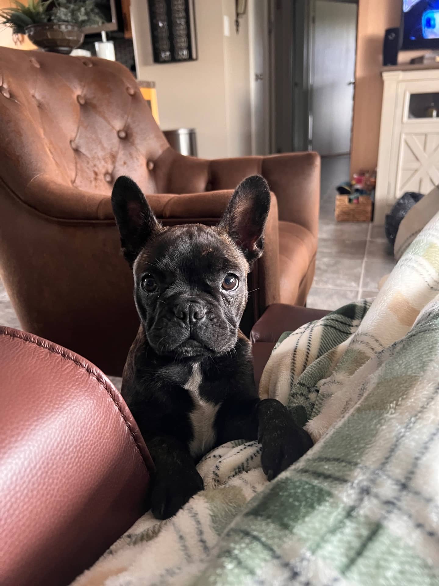Bella - FrenchTon available for adoption at Owner Rehoming in Lloydminster (1 of 5)