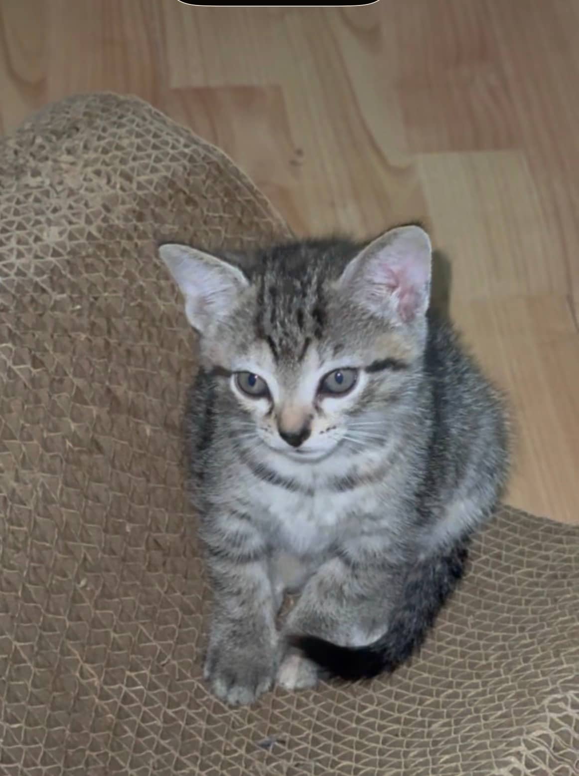 Kitten - Domestic Shorthair cat available for adoption at Owner Rehoming in Montreal (1 of 3)