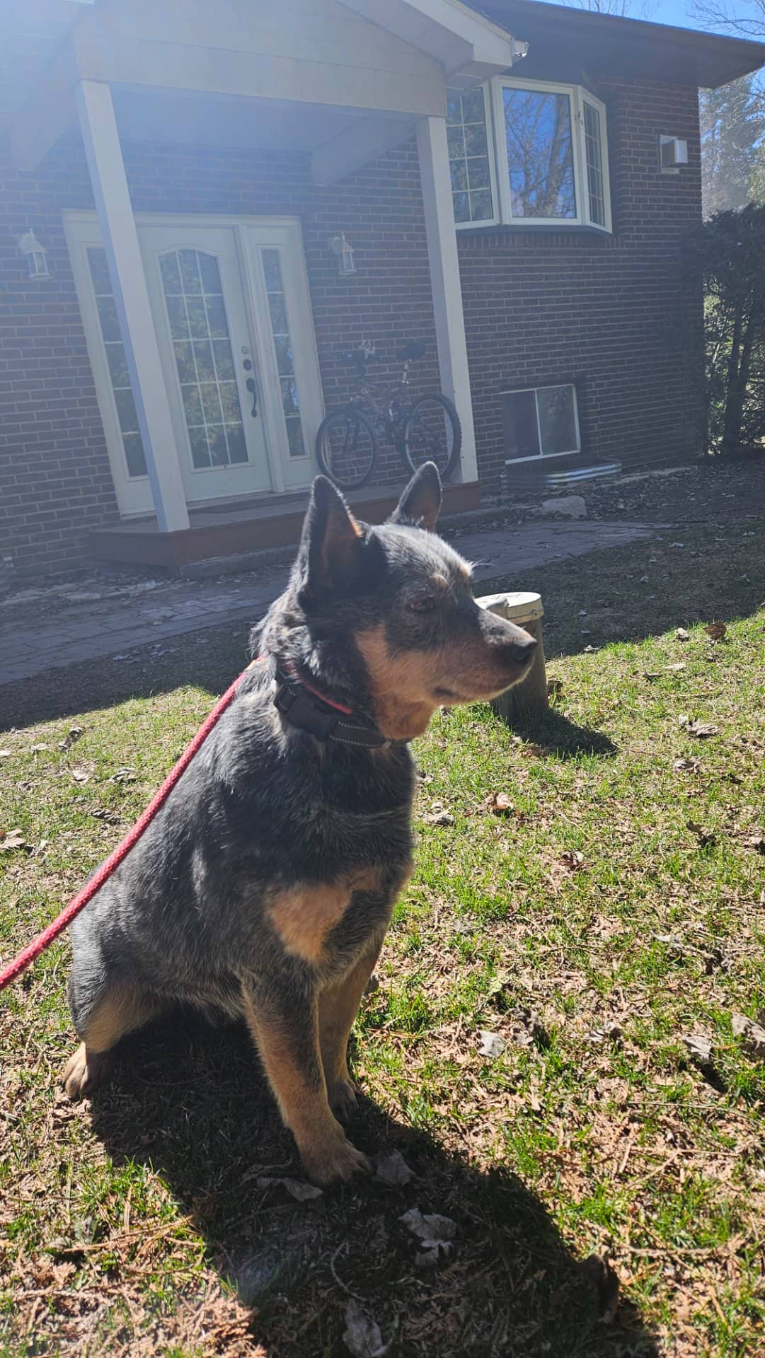 Cooper - Blue Heeler available for adoption in Ontario