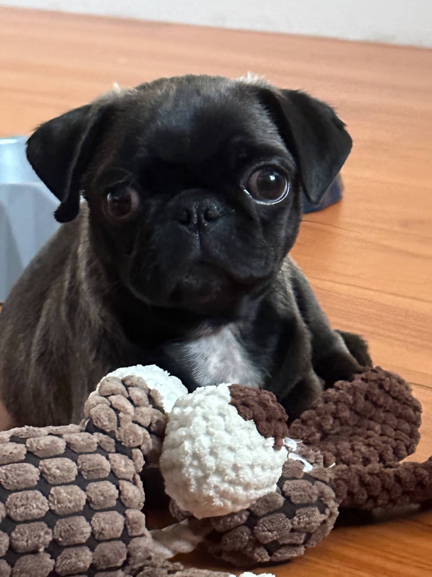 Gucci - Pug available for adoption at Owner Rehoming in Abbotsford