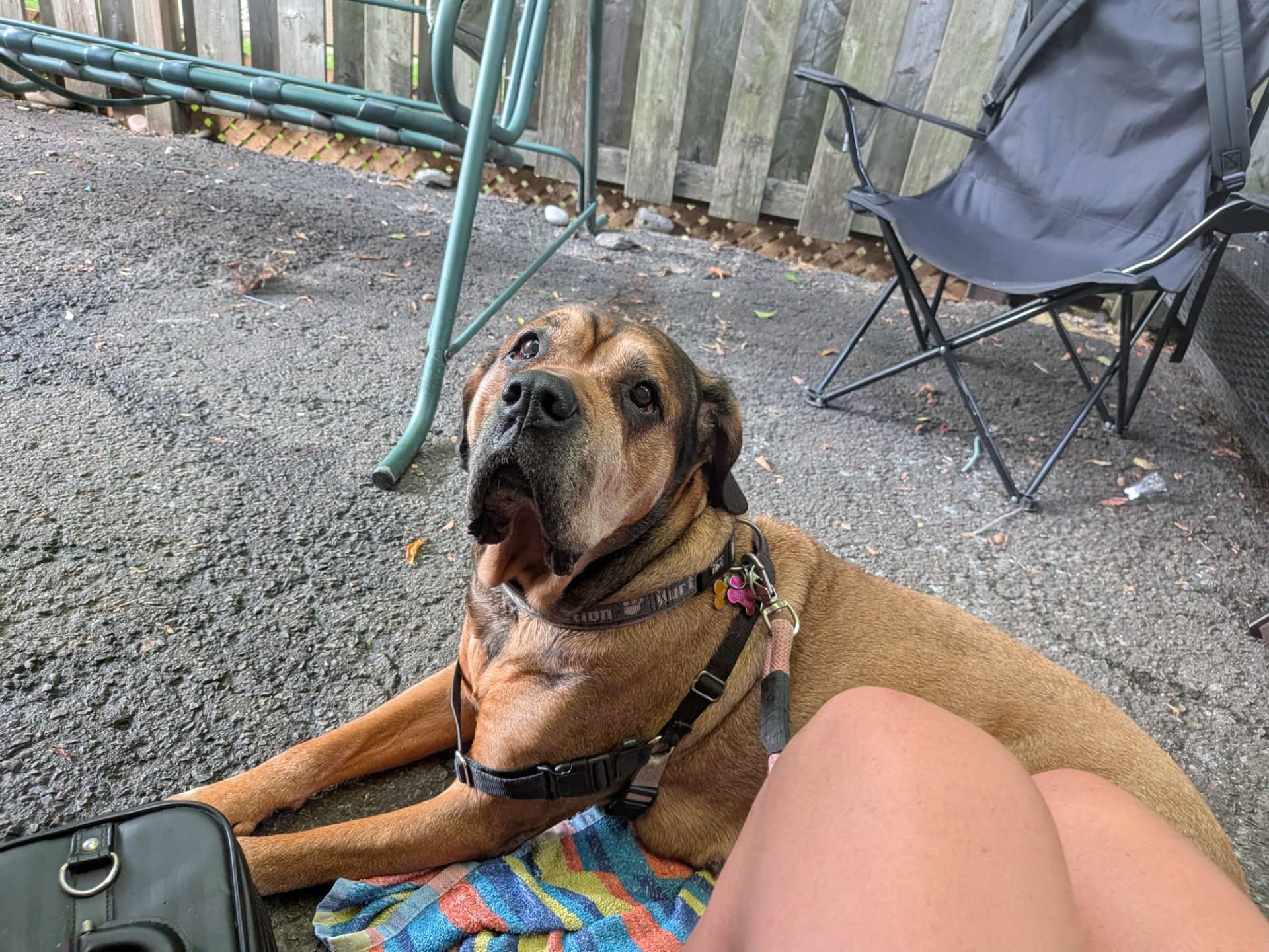 Shiloh - Bullmastiff available for adoption in Ontario
