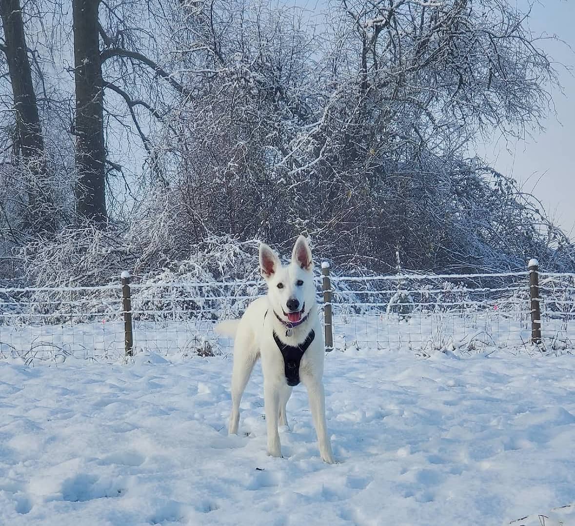 Koby - German Shepherd available for adoption at Owner Rehoming in Vancouver (1 of 5)