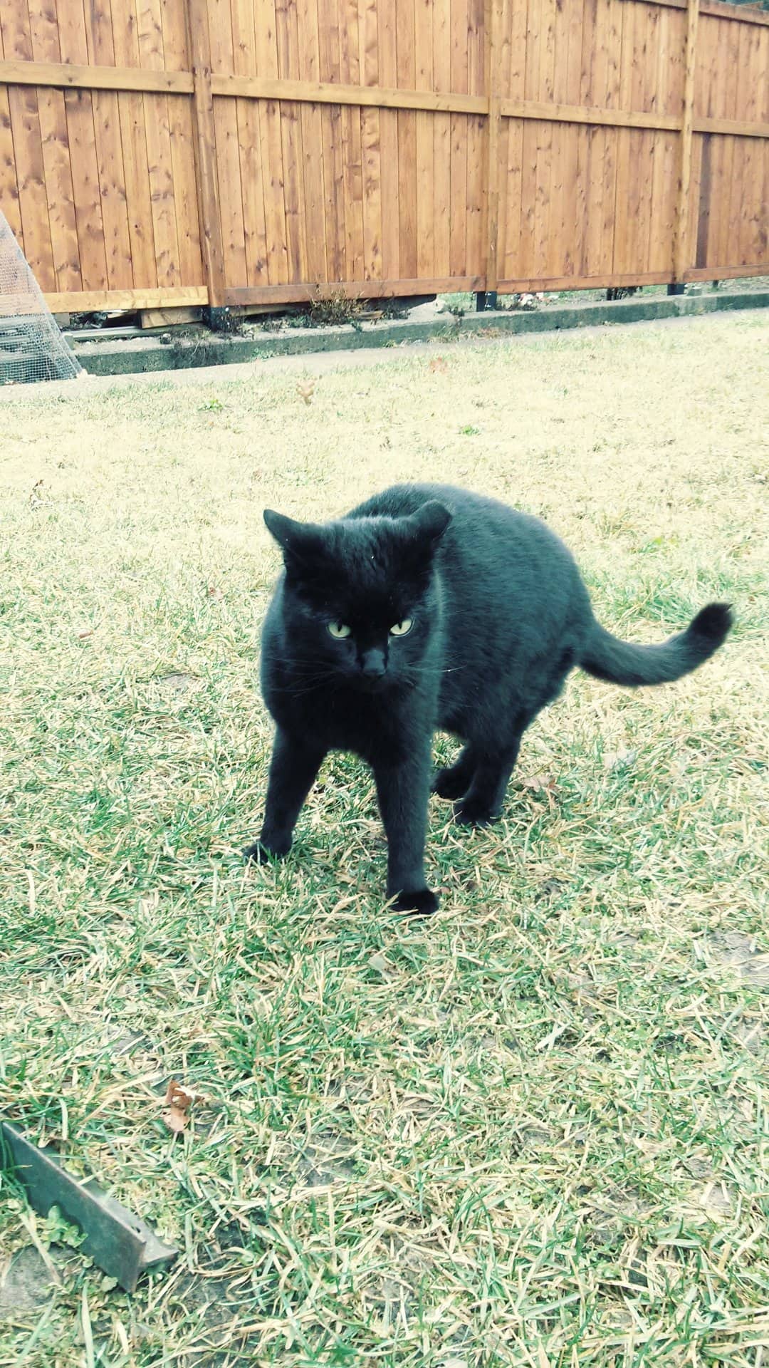 Kitty - Domestic black hair short hair cat available for adoption in Ontario