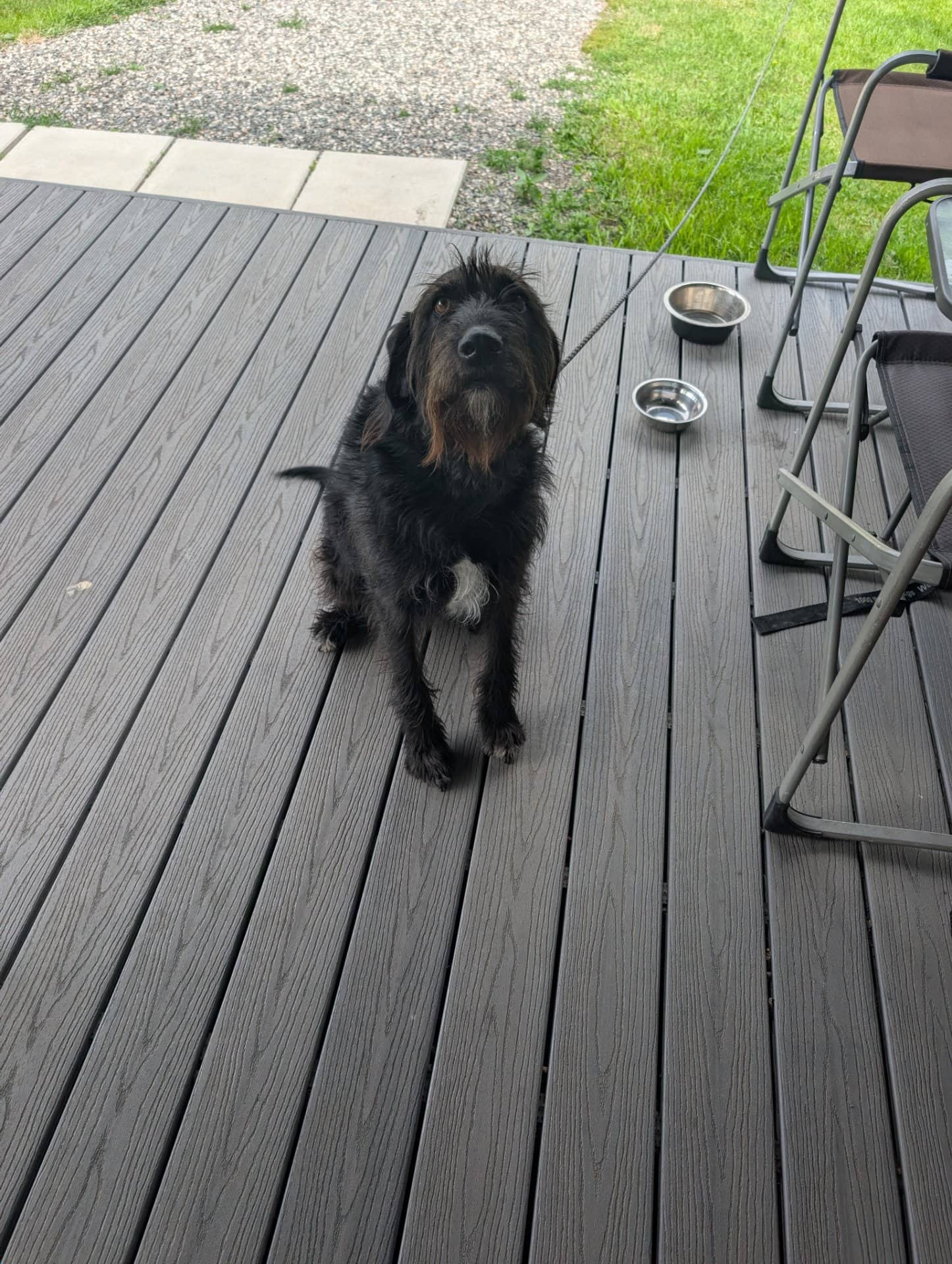 Millie - German wire haired pointer with plot hound available for adoption at Owner Rehoming in Williams Lake (1 of 5)