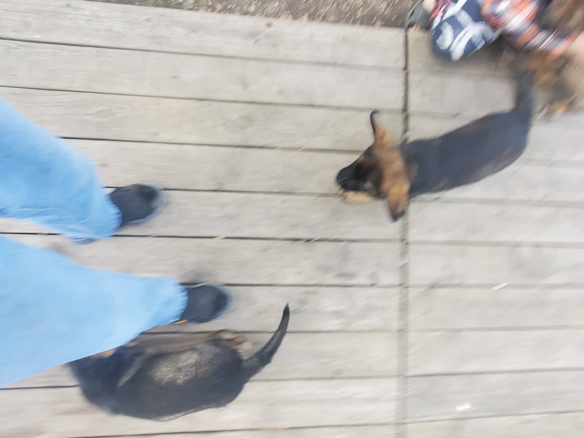 2 puppies - Shepherd Lab plus available for adoption at Owner Rehoming in Lloydminster (1 of 5)