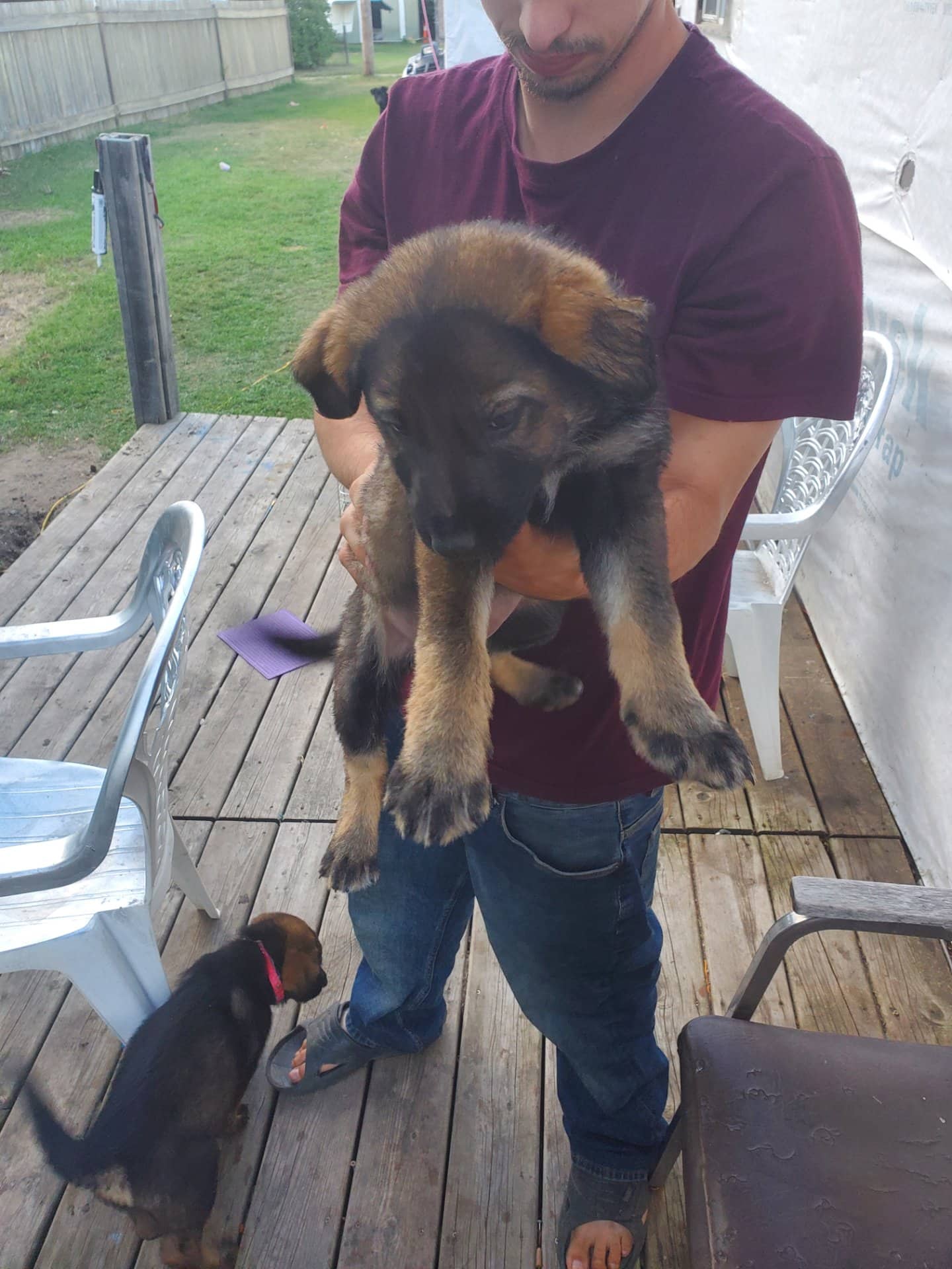 2 puppies - Shepherd Lab plus available for adoption in Alberta