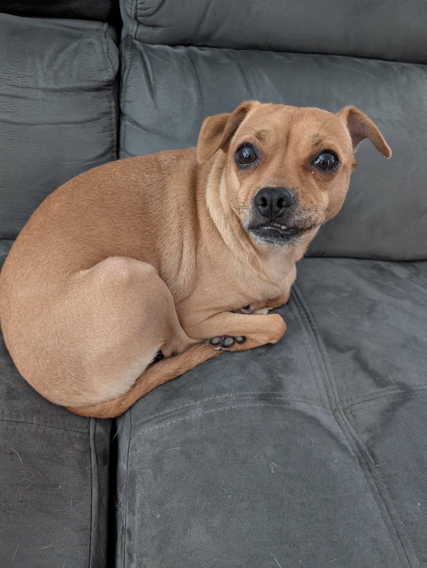 Ash - Mixed Breed available for adoption at Owner Rehoming in Abbotsford