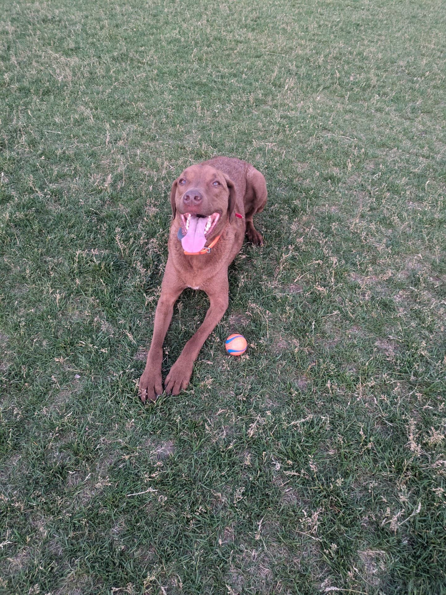 Maverick - Chesapeake Bay Retriever available for adoption at Owner Rehoming in Kitchener (1 of 5)