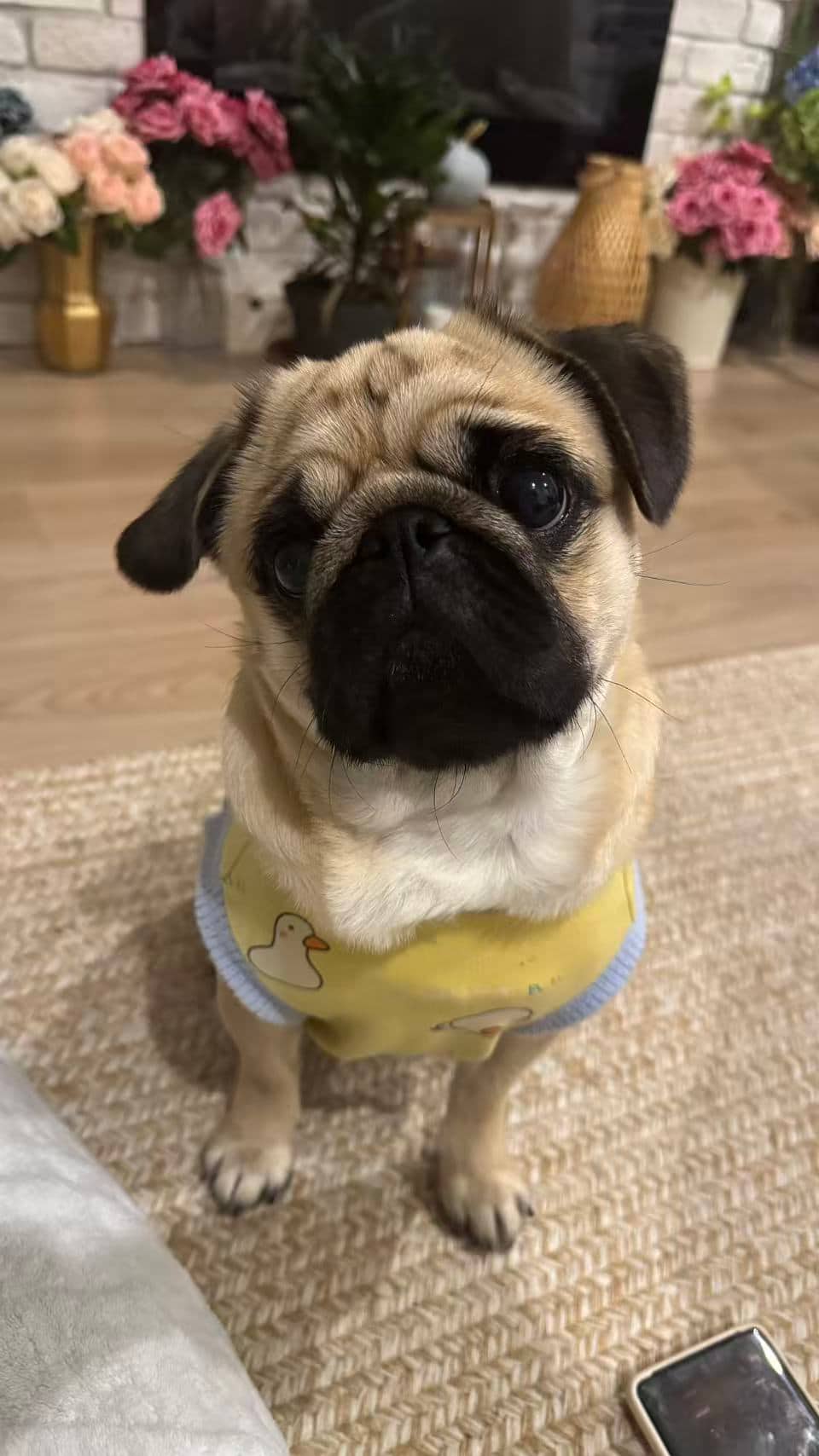 Muffin - Pug available for adoption at Owner Rehoming in White Rock (1 of 5)