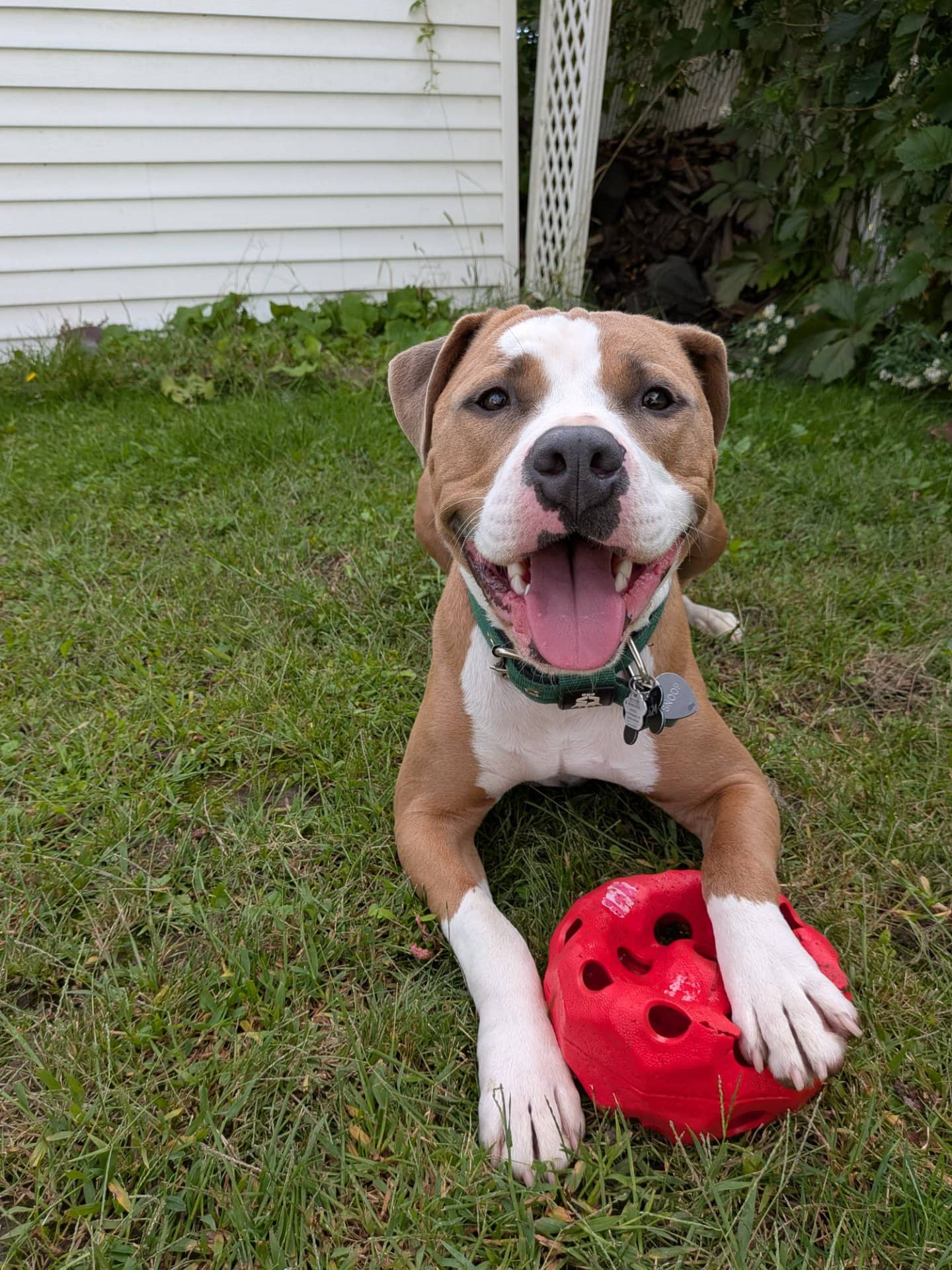 Snoop - Staffordshire Terrier available for adoption at Owner Rehoming in Montreal (1 of 5)
