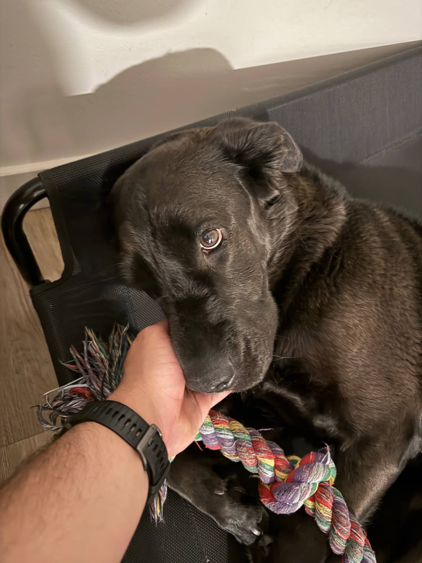 Ellie - Labrador mix available for adoption at Owner Rehoming in Edmonton (1 of 5)