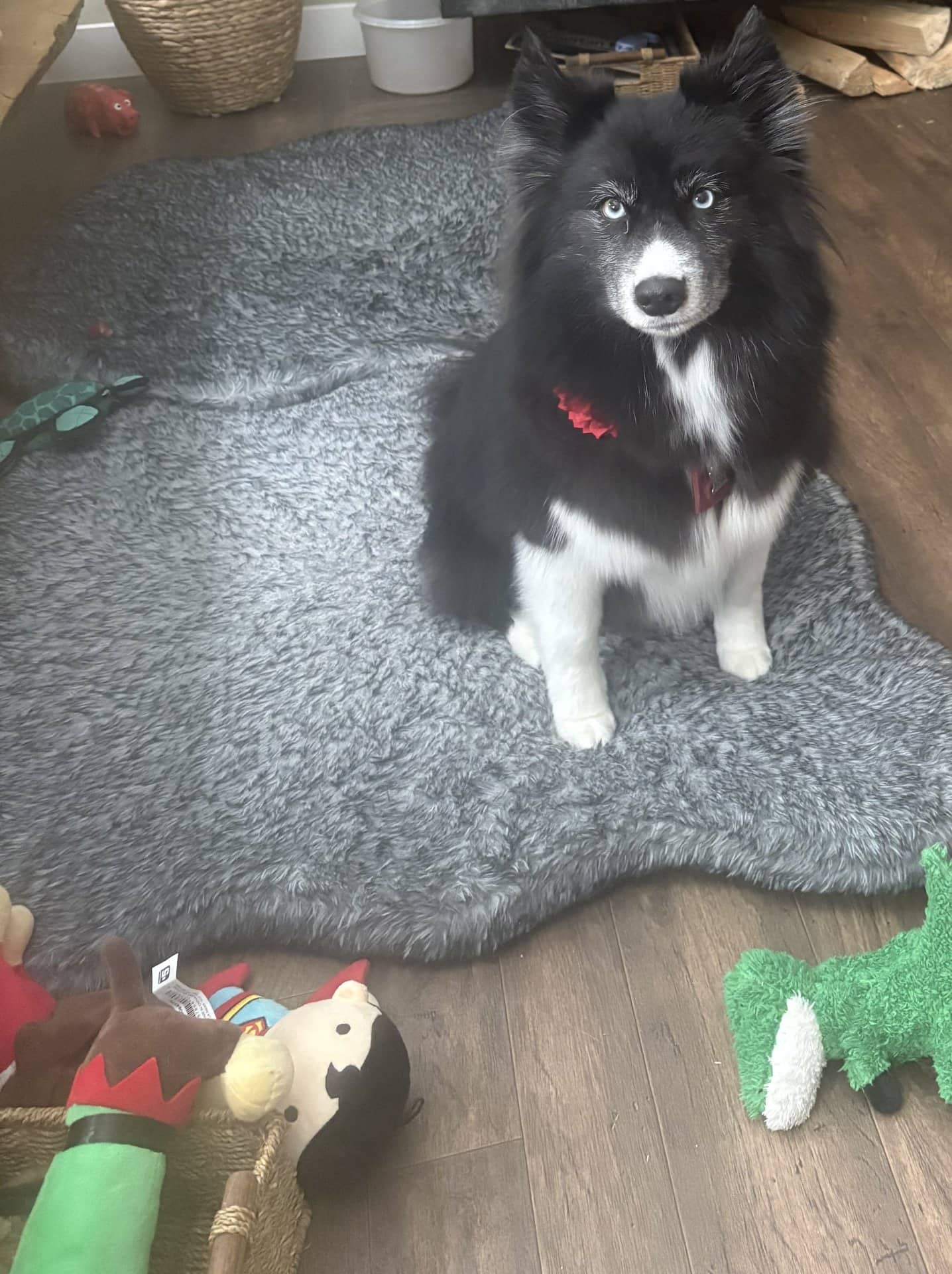 Viva - Pomsky available for adoption at Owner Rehoming in Calgary (1 of 3)