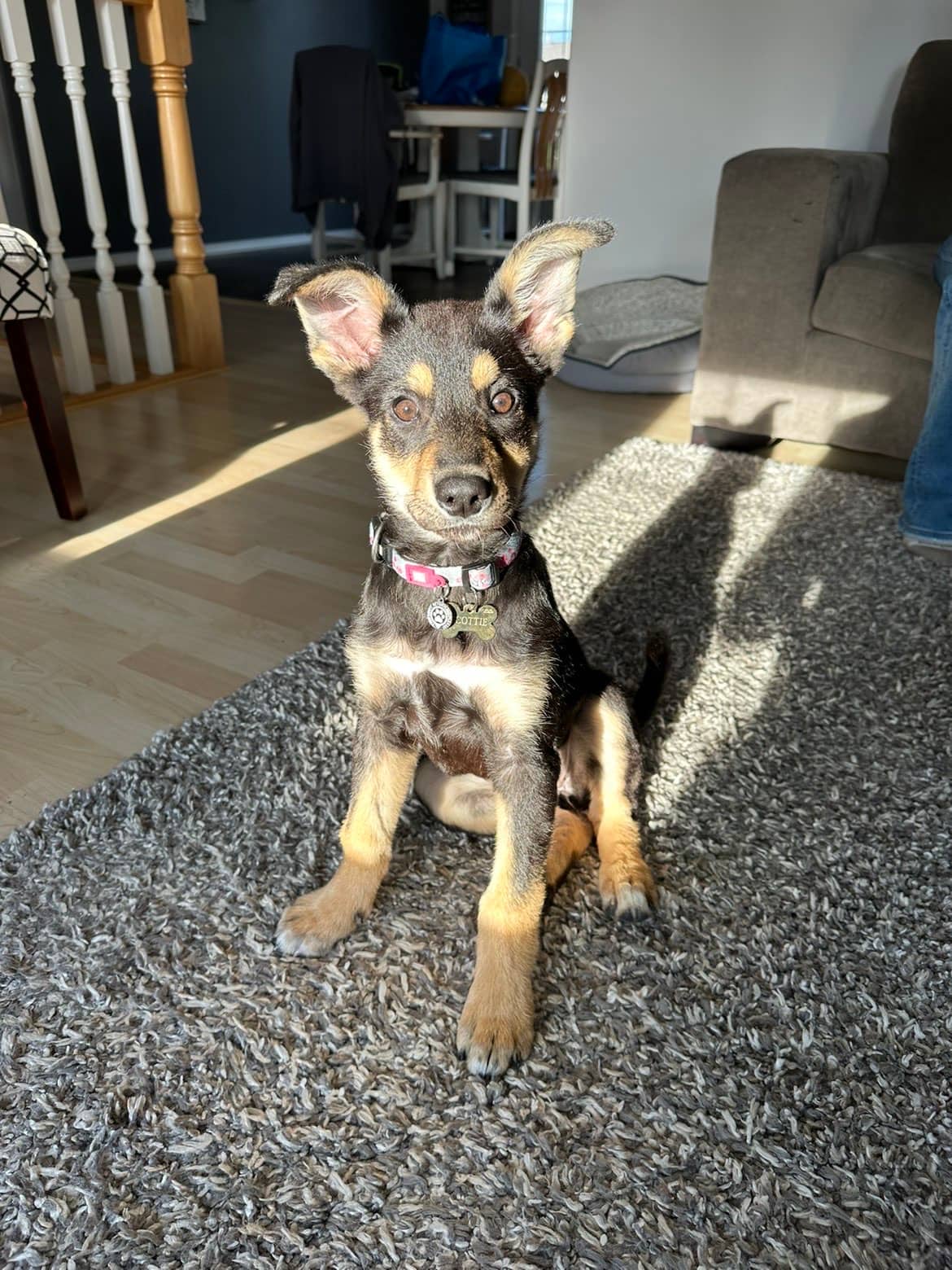 Scottie - German Shepherd and Husky Mix available for adoption at Owner Rehoming in Saskatoon (1 of 5)