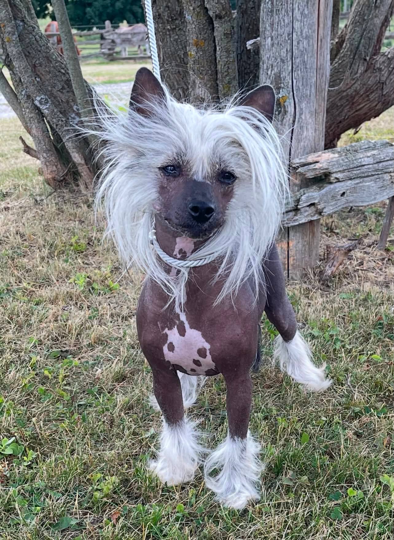 Betty - Chinese Crested available for adoption at Owner Rehoming in Kawartha Lakes (1 of 5)