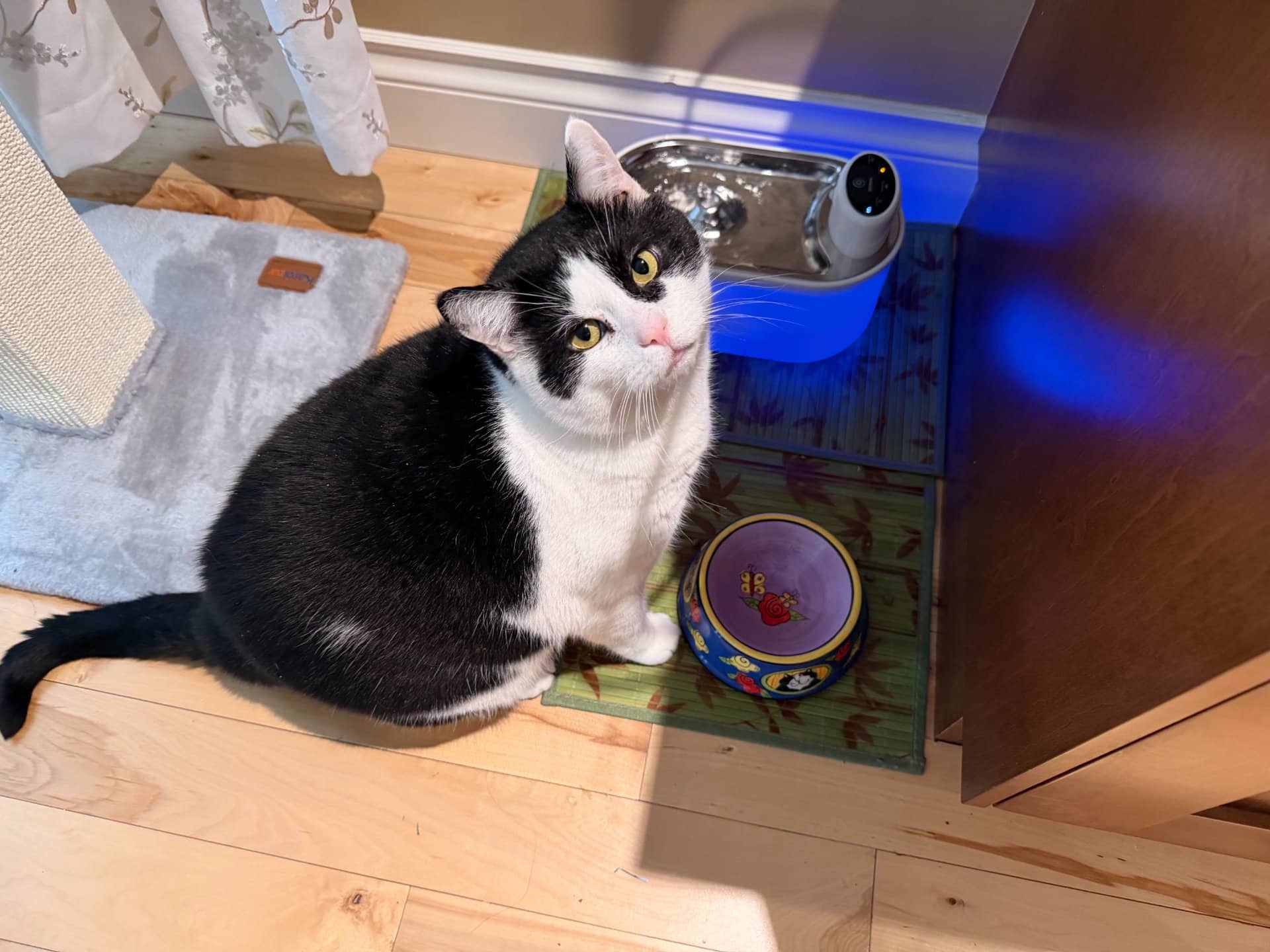 Sylvester - Tuxedo available for adoption