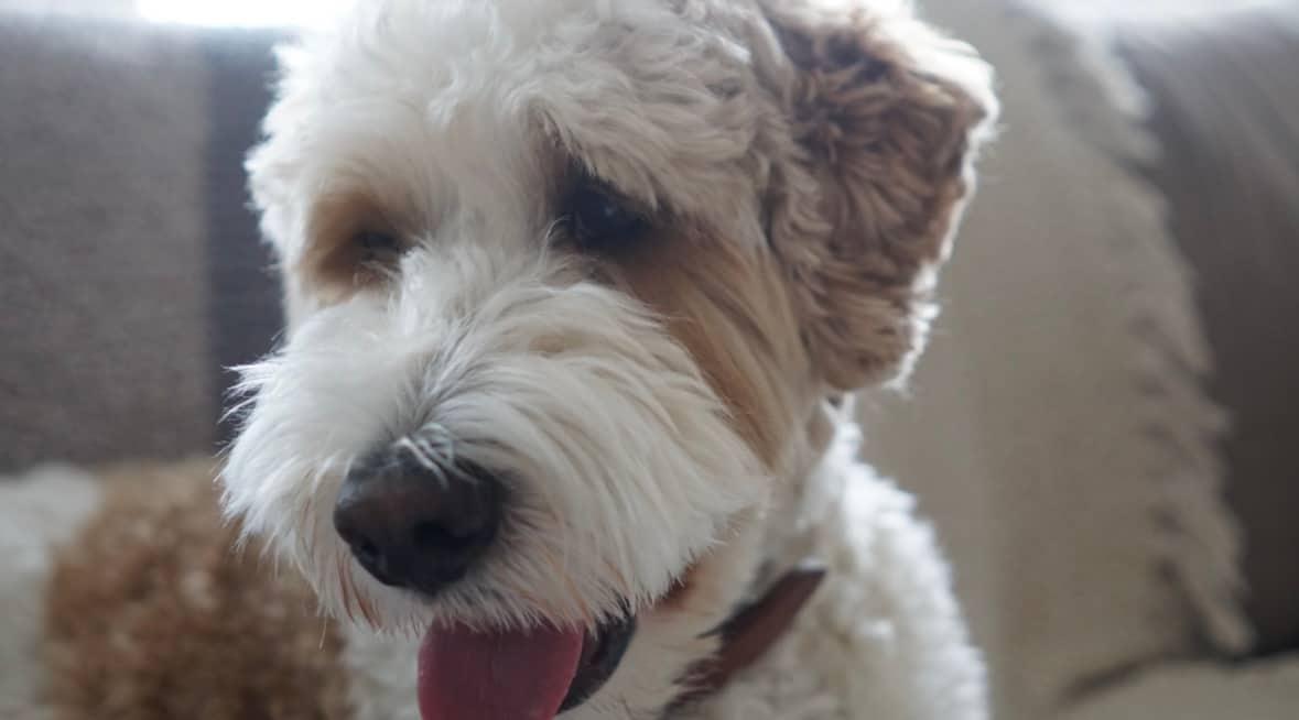 Fizz - Bernedoodle available for adoption at Owner Rehoming in Halifax (1 of 4)