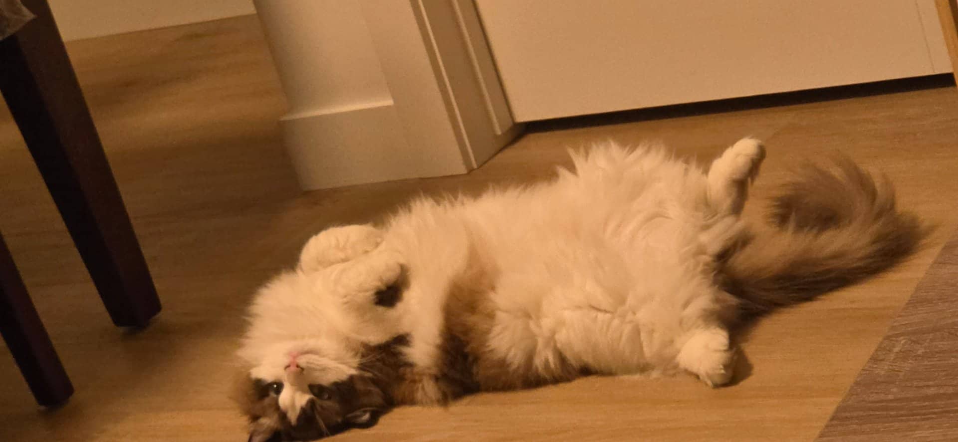 Buttons - Ragdoll available for adoption