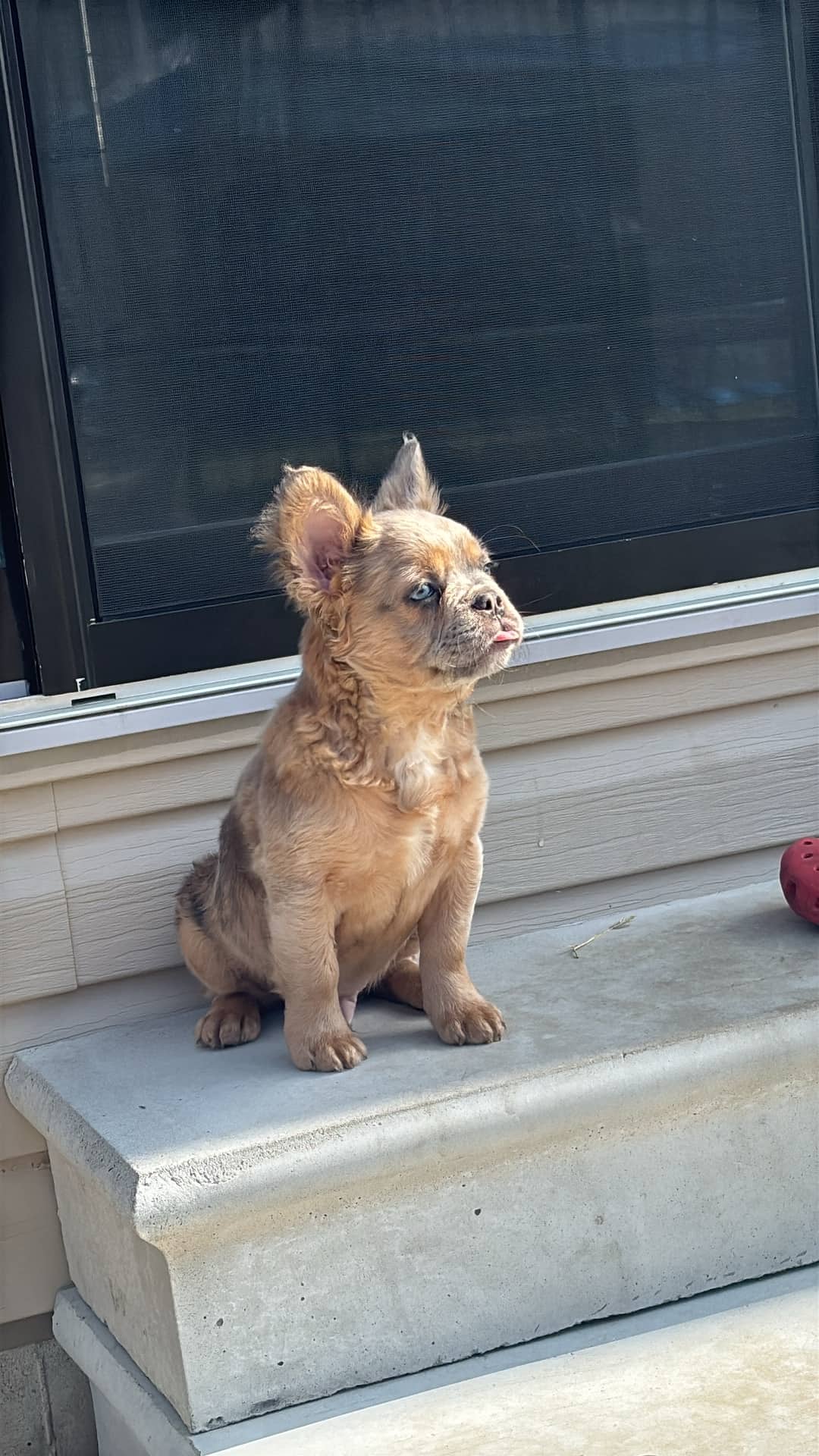 Echo - French Bulldog available for adoption at Owner Rehoming in Welland (1 of 3)