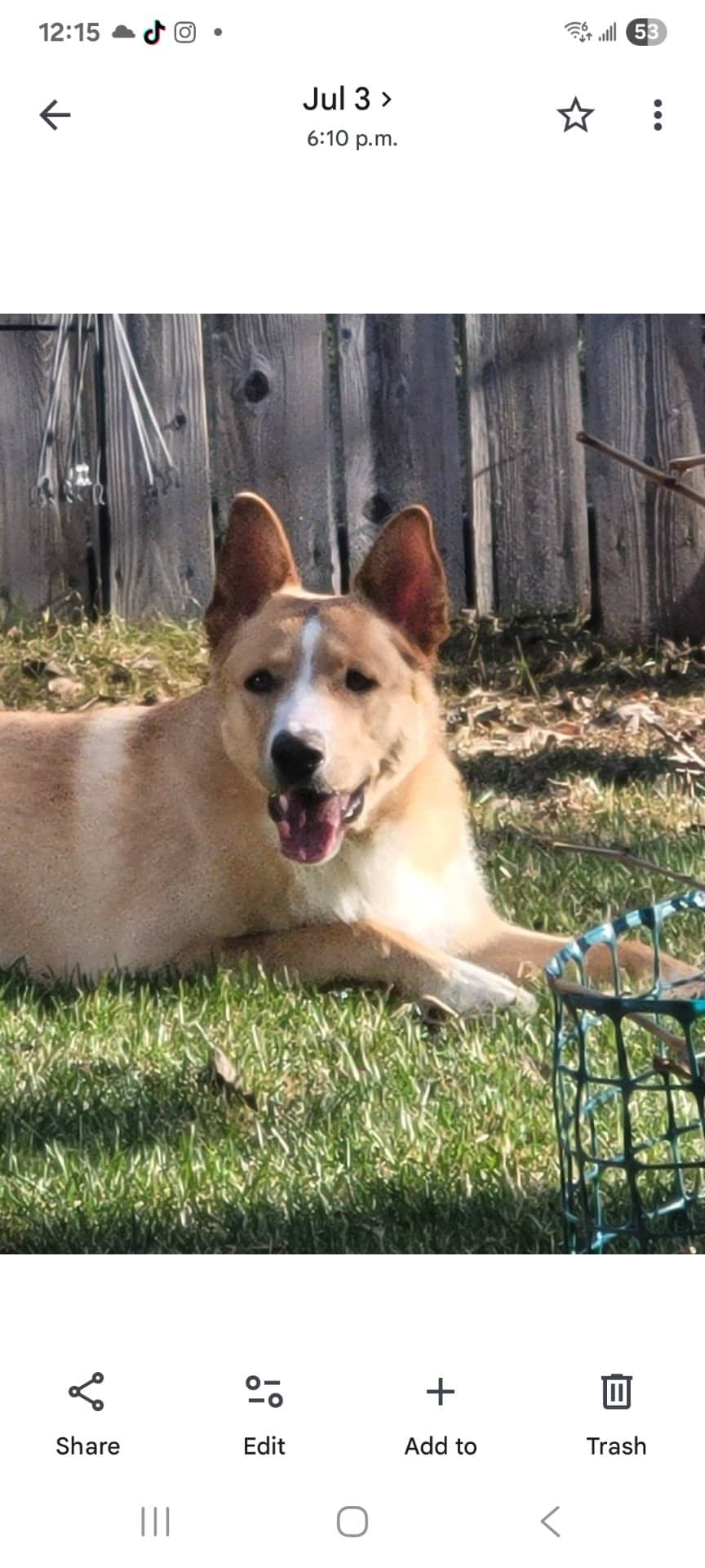 Mirrin - Mixed Breed available for adoption at Owner Rehoming in Edmonton