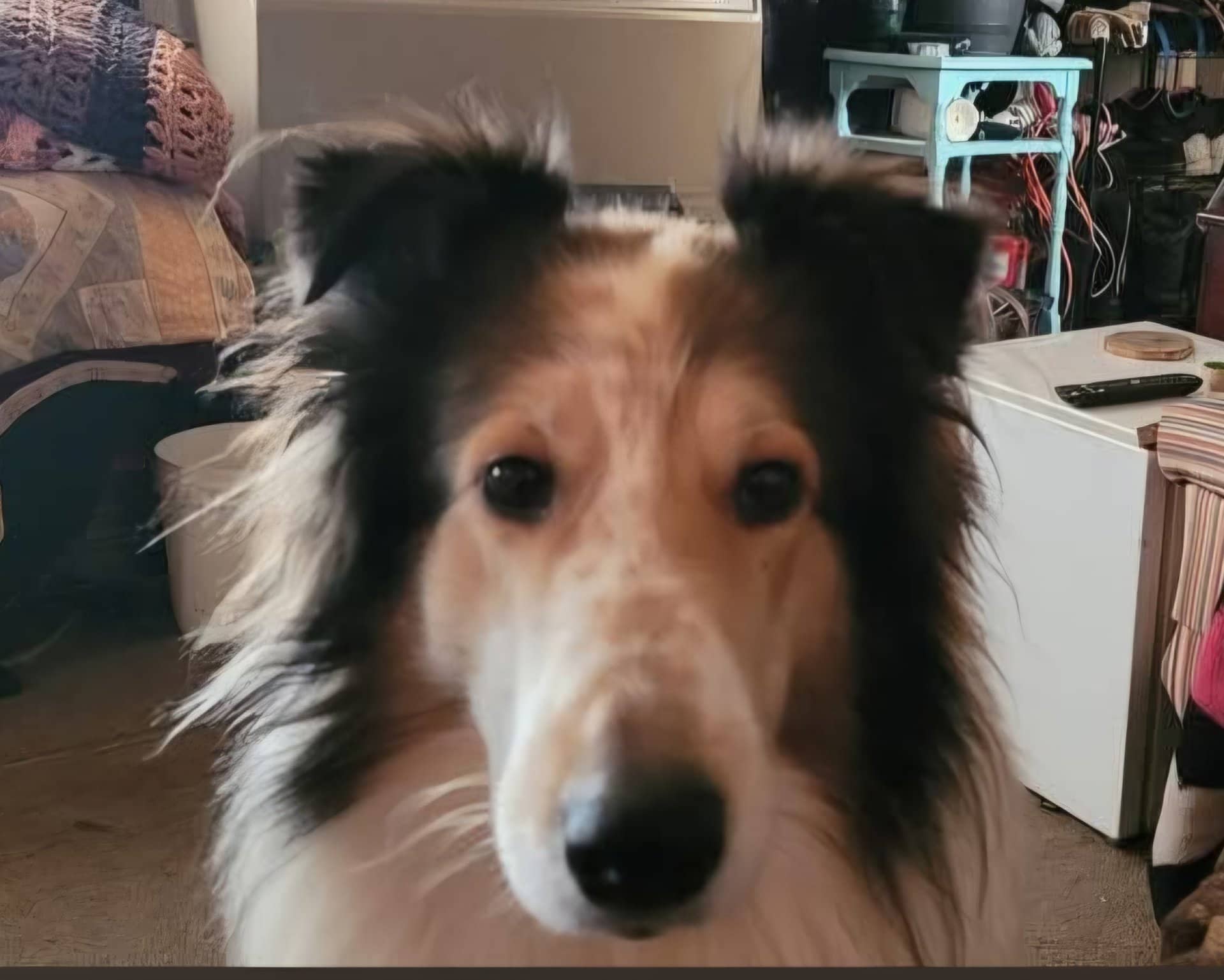FYNN - Border collie available for adoption at Owner Rehoming in Owen Sound (1 of 2)