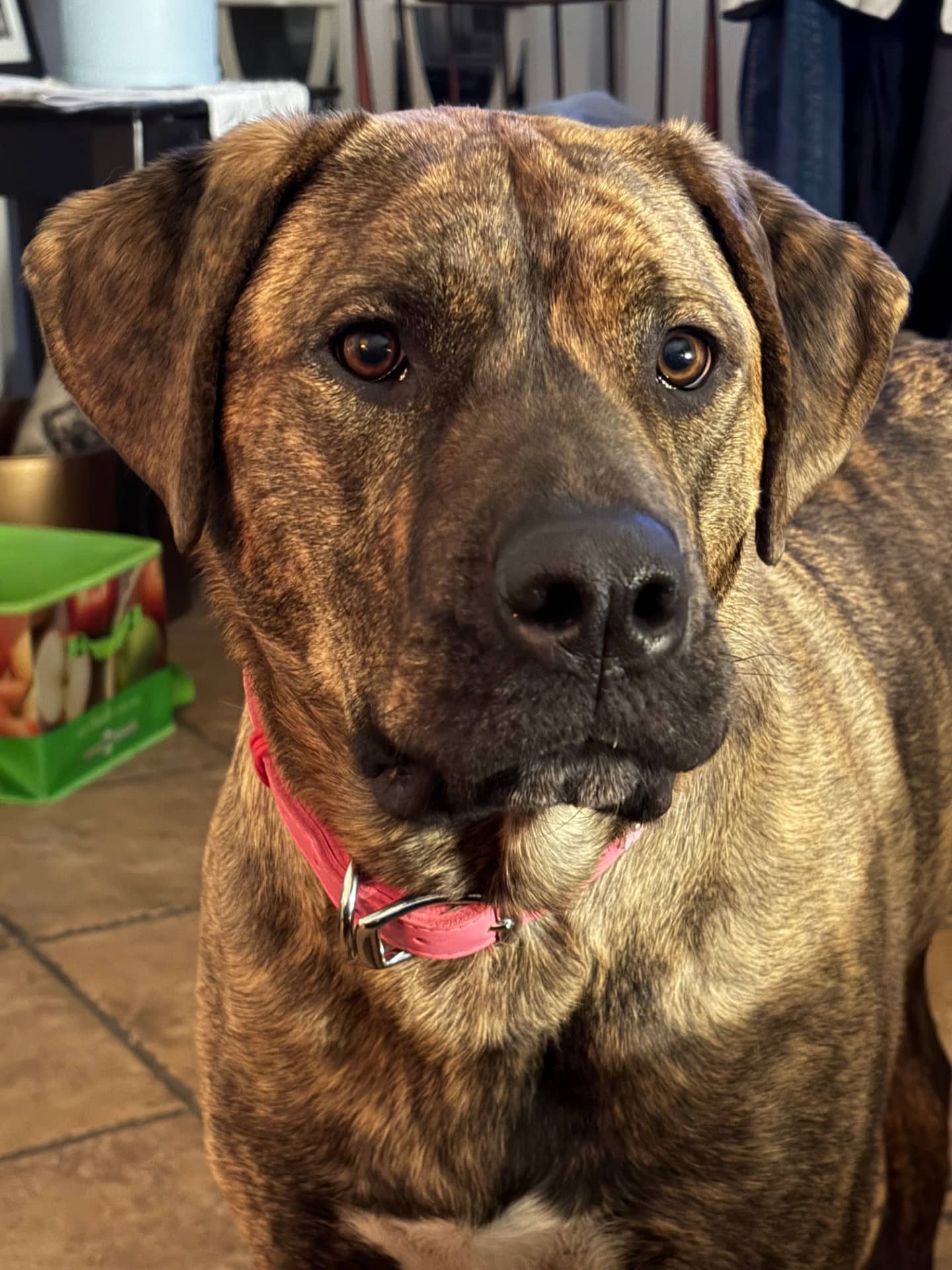 Melody - Mix available for adoption at Owner Rehoming in Calgary (1 of 5)
