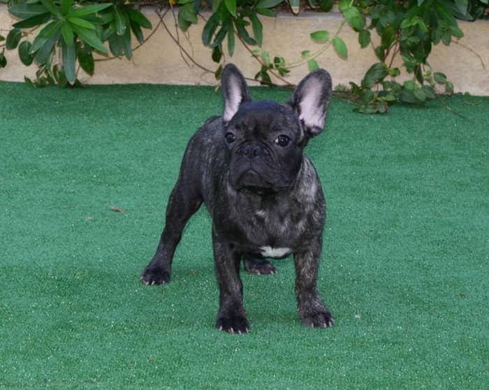 Milo - French Bulldog available for adoption at Owner Rehoming in Toronto (1 of 4)