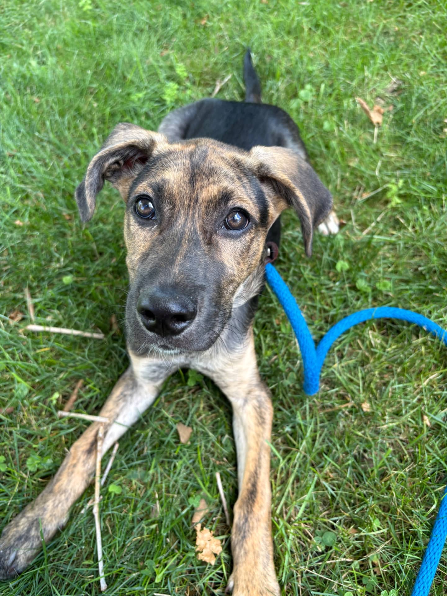 Sage - Mixed Breed available for adoption at Owner Rehoming in London