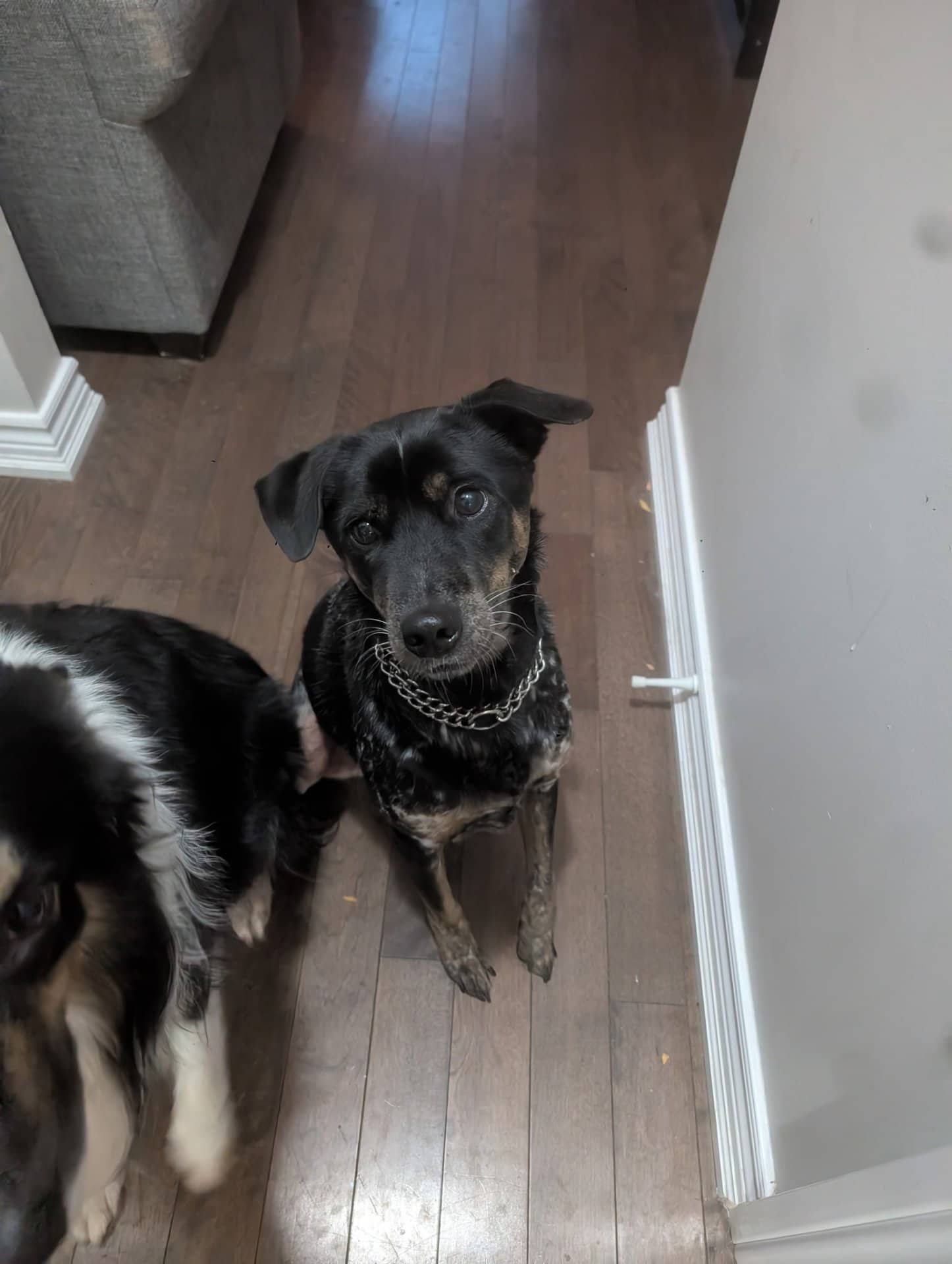 Percy - Australian Cattle Dog available for adoption at Owner Rehoming in Hamilton