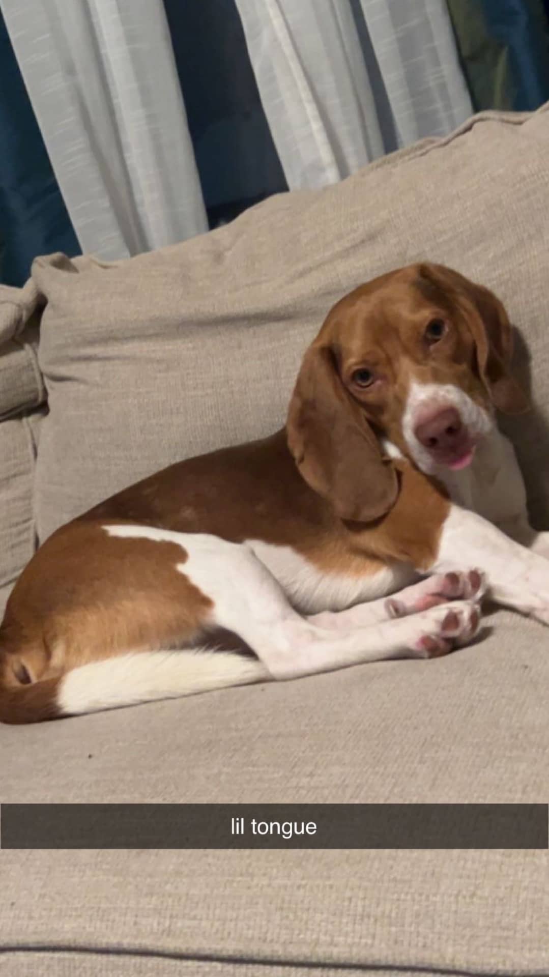 Charlie - Beagle available for adoption in Alberta
