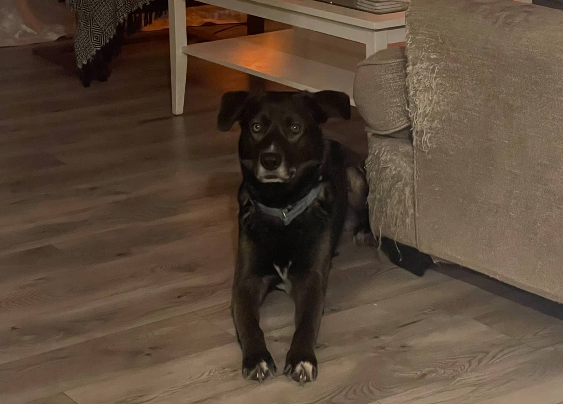 Atticus - German Shepherd/ lab cross available for adoption at Owner Rehoming in Carman (1 of 5)