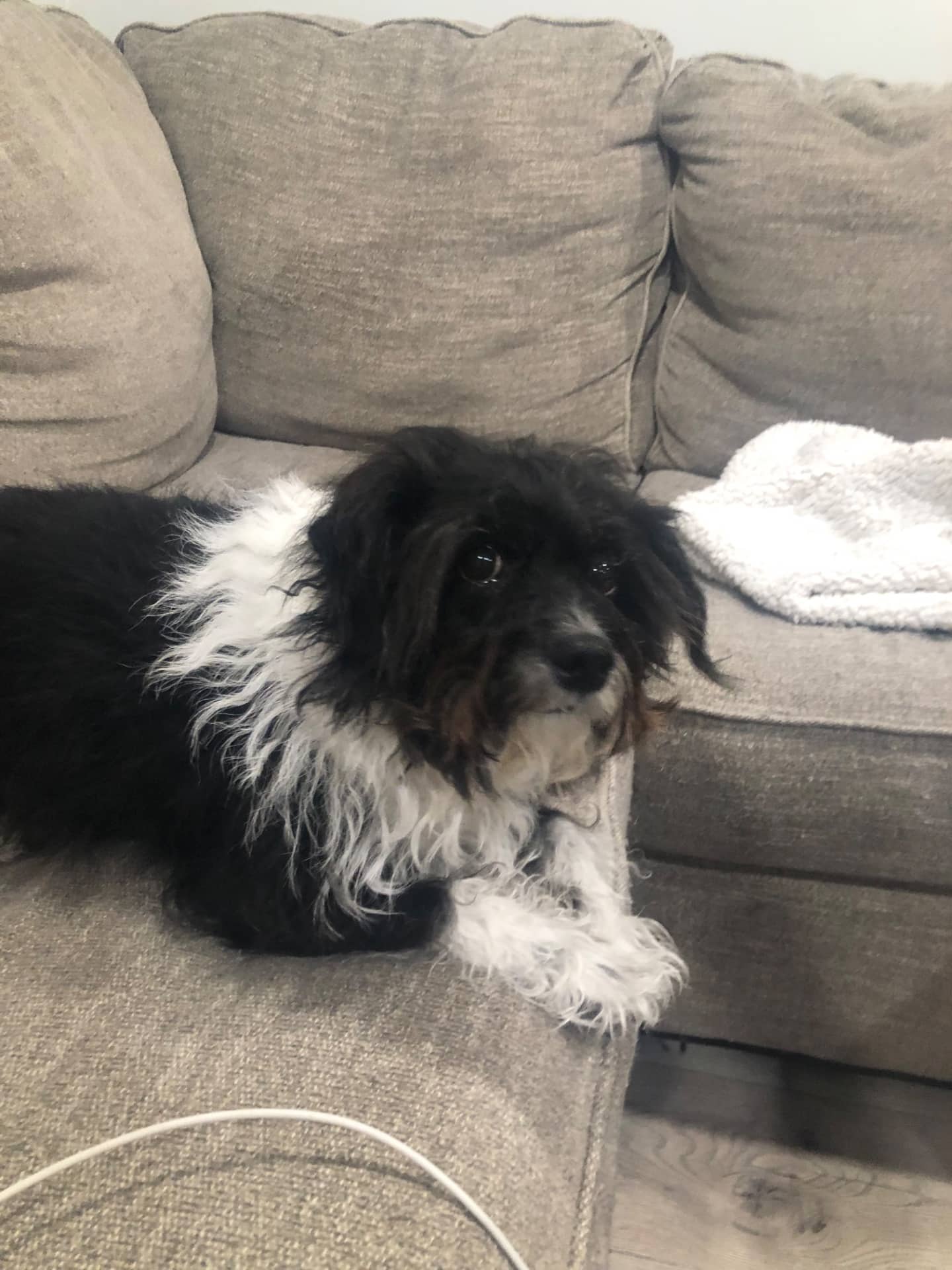 Chica - Shih Tzu/cross available for adoption at Owner Rehoming in Carman (1 of 5)