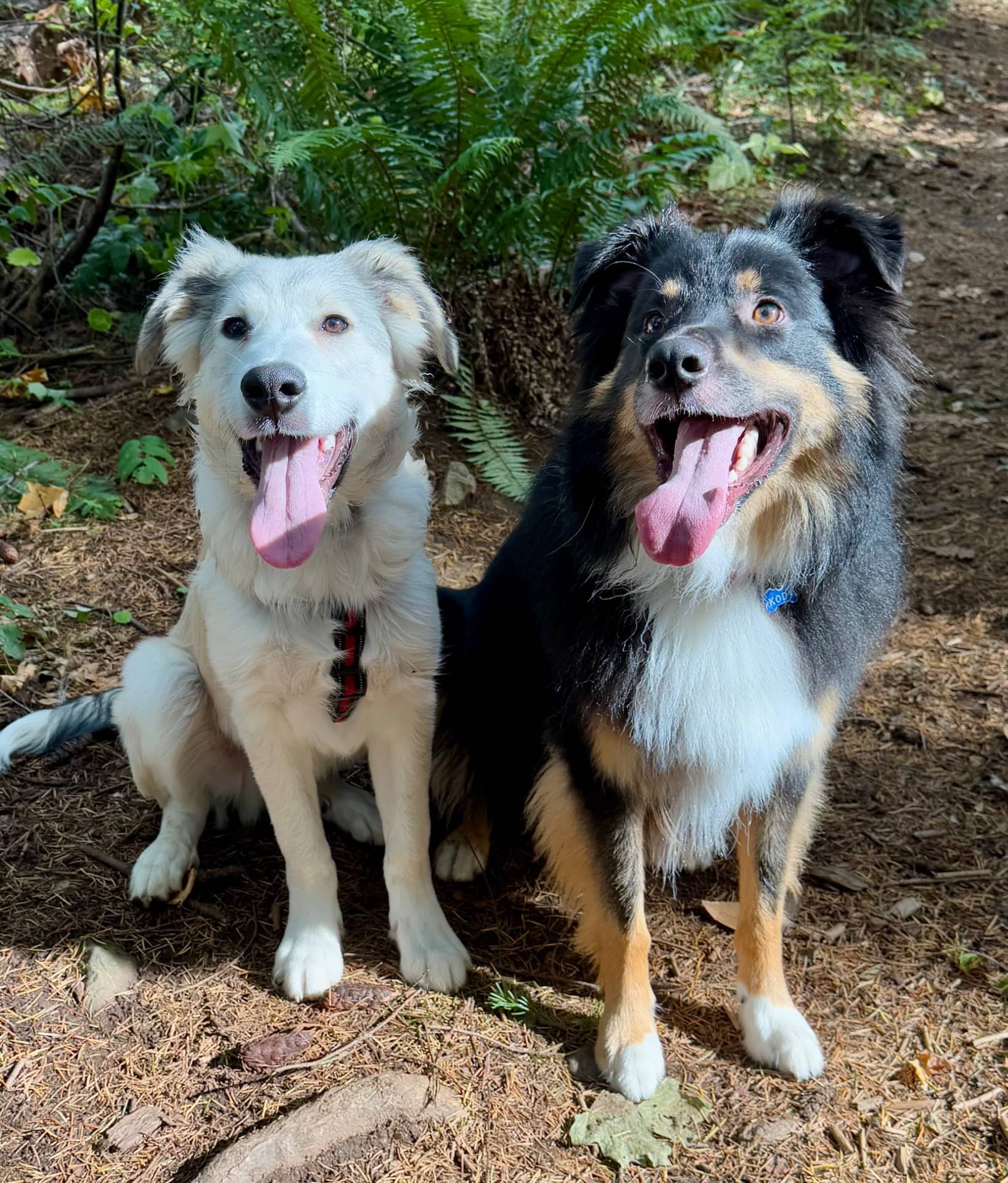 Timber - Rough‑coat collie × cream retriever × Pyrenees‑type cross available for adoption at Owner Rehoming in Victoria (1 of 5)