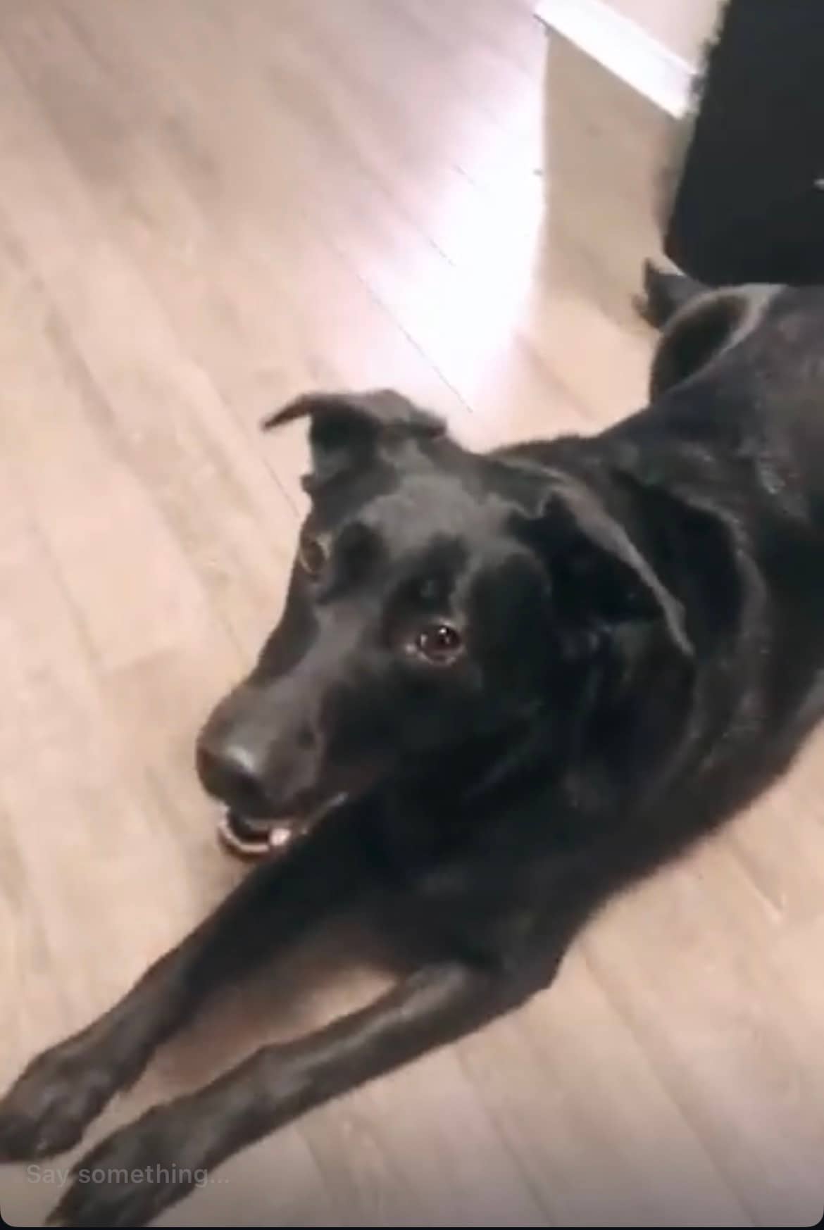 Nala - German lab available for adoption in Ontario