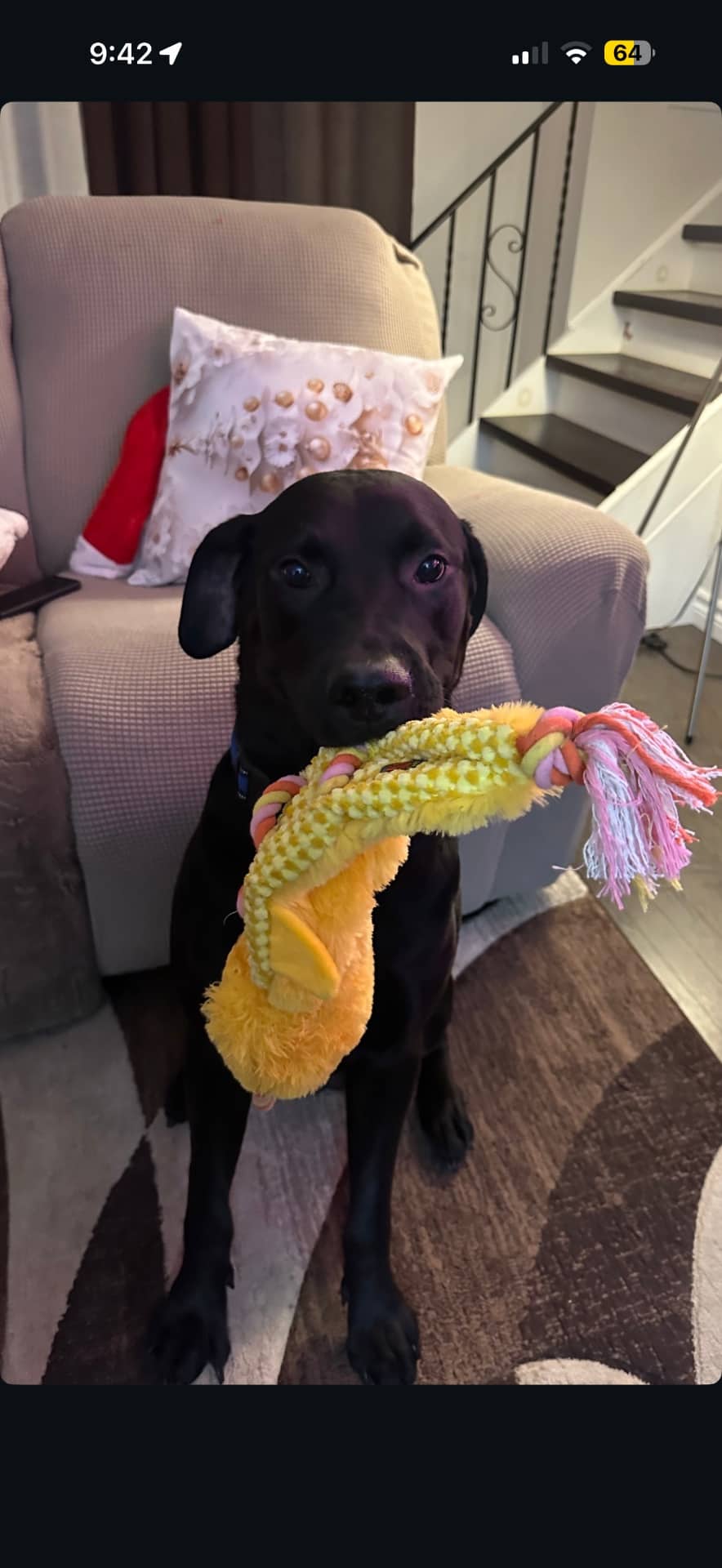 Oso - Labrador Retriever available for adoption at Owner Rehoming in Toronto (1 of 5)
