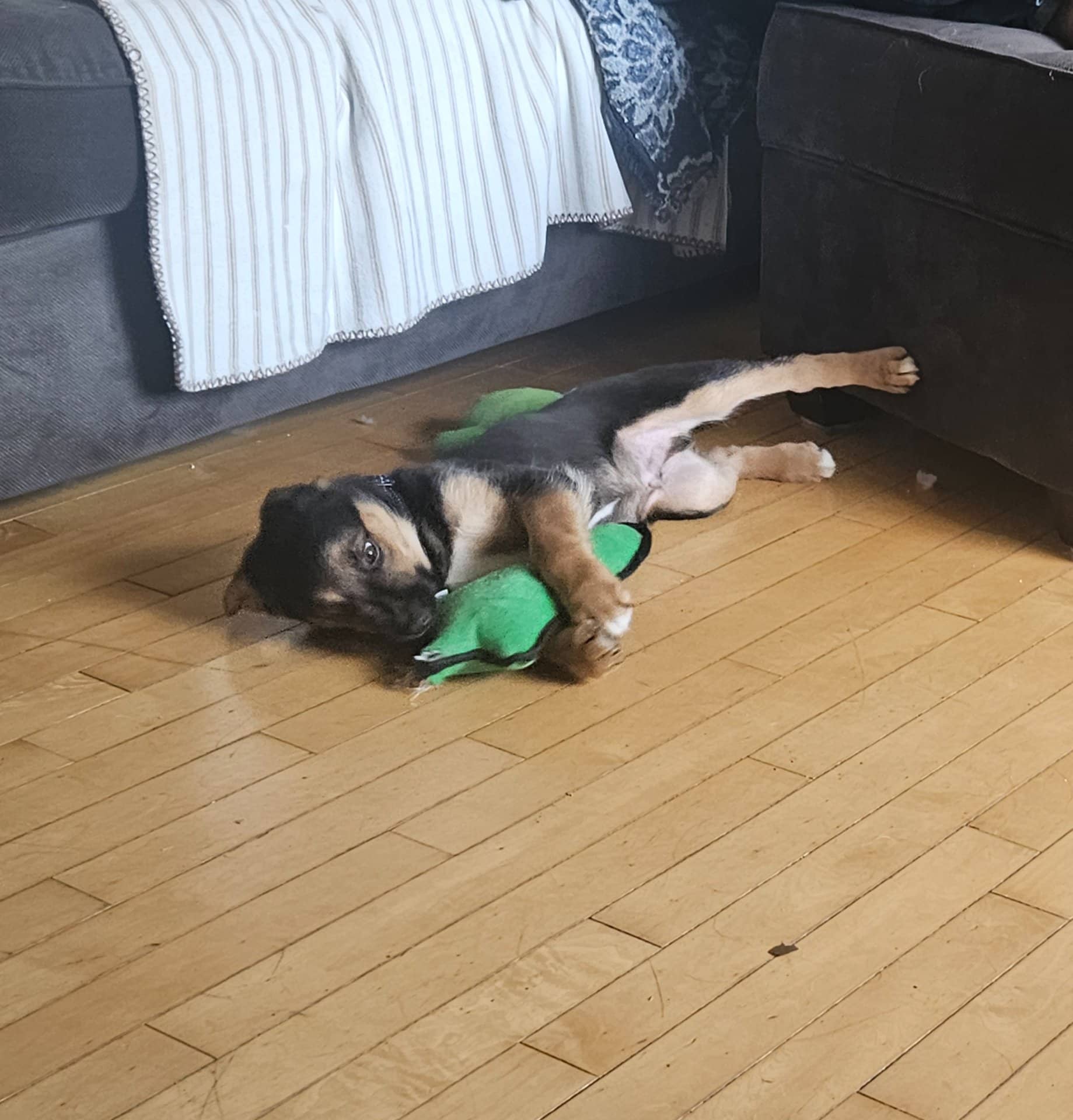 Odin - Sheppard/Aussie mix available for adoption at Owner Rehoming in Fredericton (1 of 3)