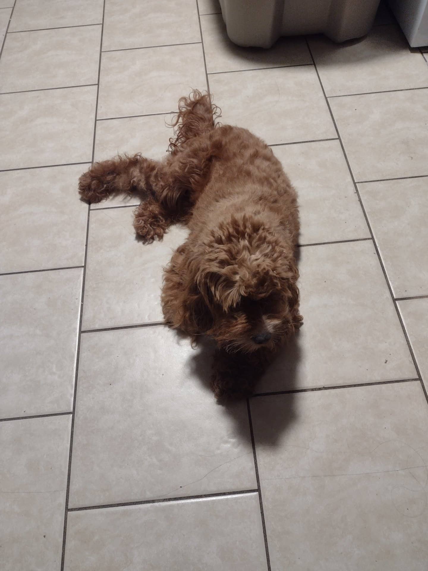 Manila - Cockapoo available for adoption at Owner Rehoming in Windsor (1 of 4)