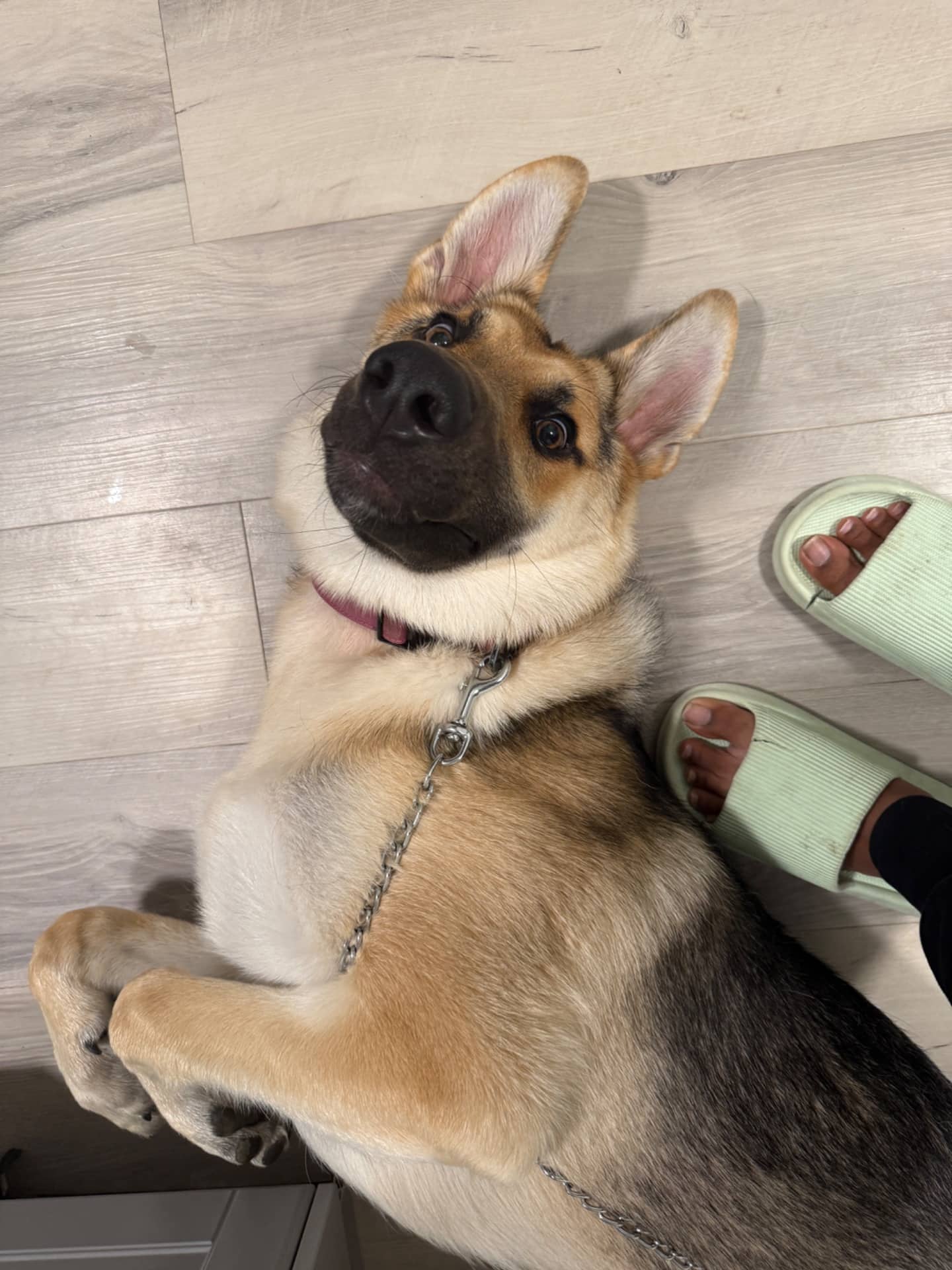 Iris - German Shepherd available for adoption at Owner Rehoming in Kitchener (1 of 4)