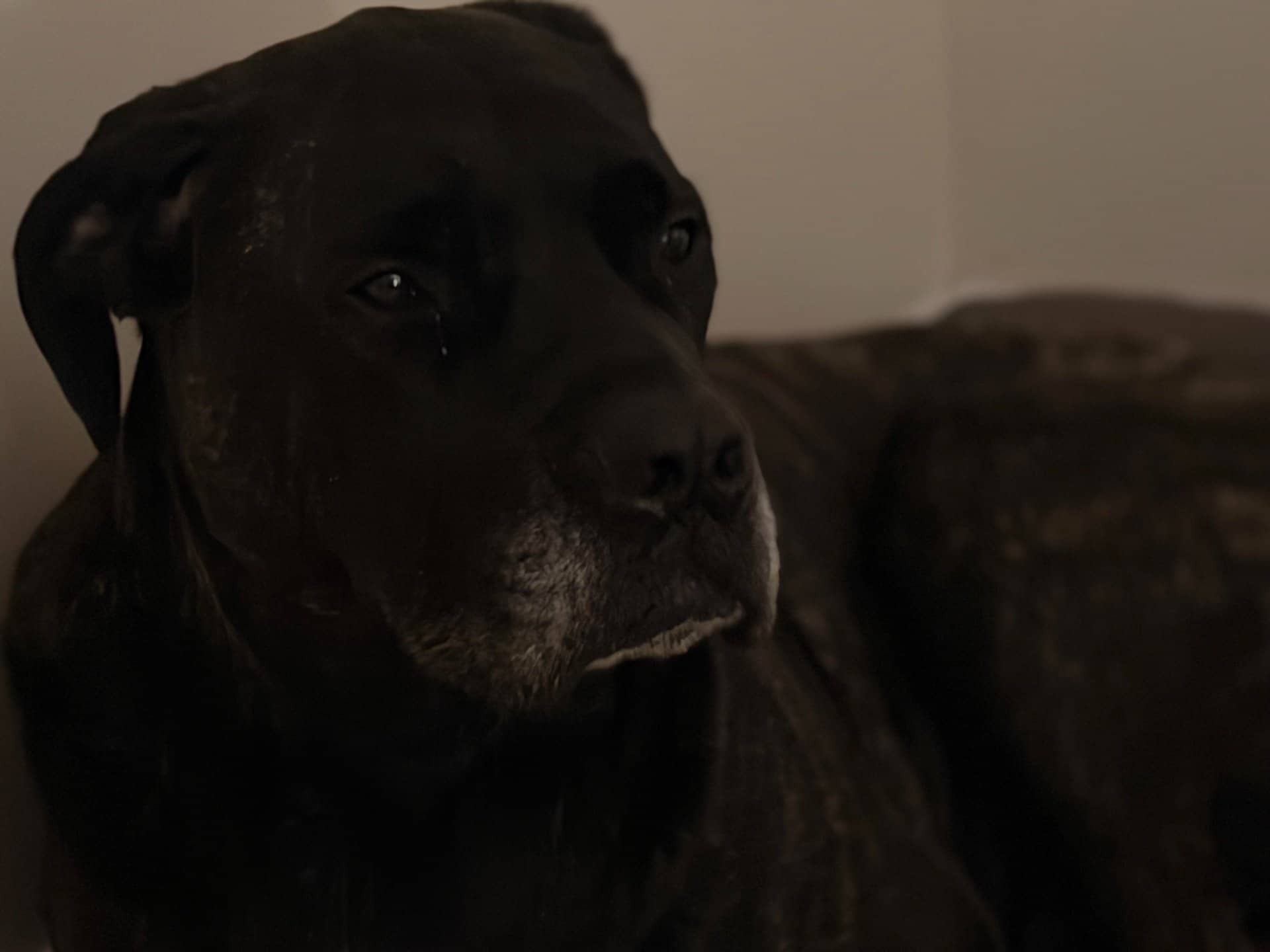 Jax - Cane Corso English Mastiff Mix available for adoption at Owner Rehoming in Kitchener