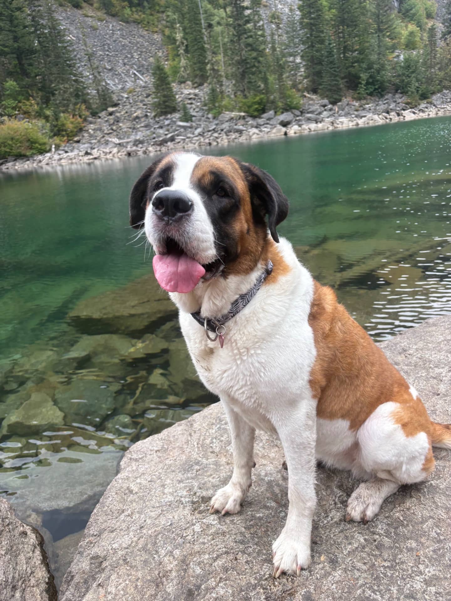Freya - St. Bernard available for adoption at Owner Rehoming in Chilliwack