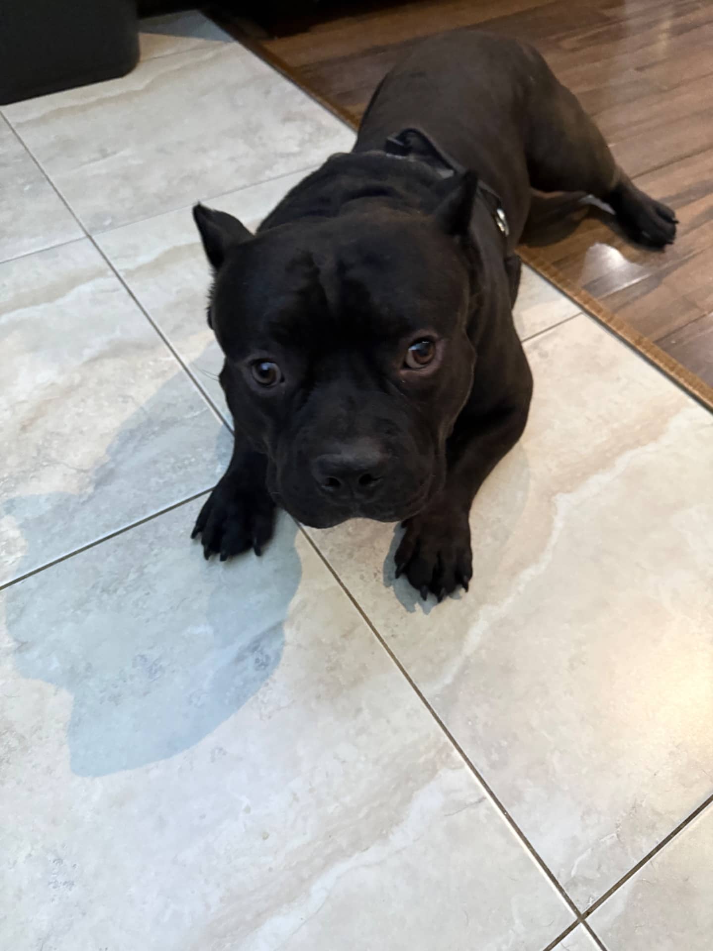 Prince - Bully mix available for adoption at Owner Rehoming in Toronto (1 of 5)