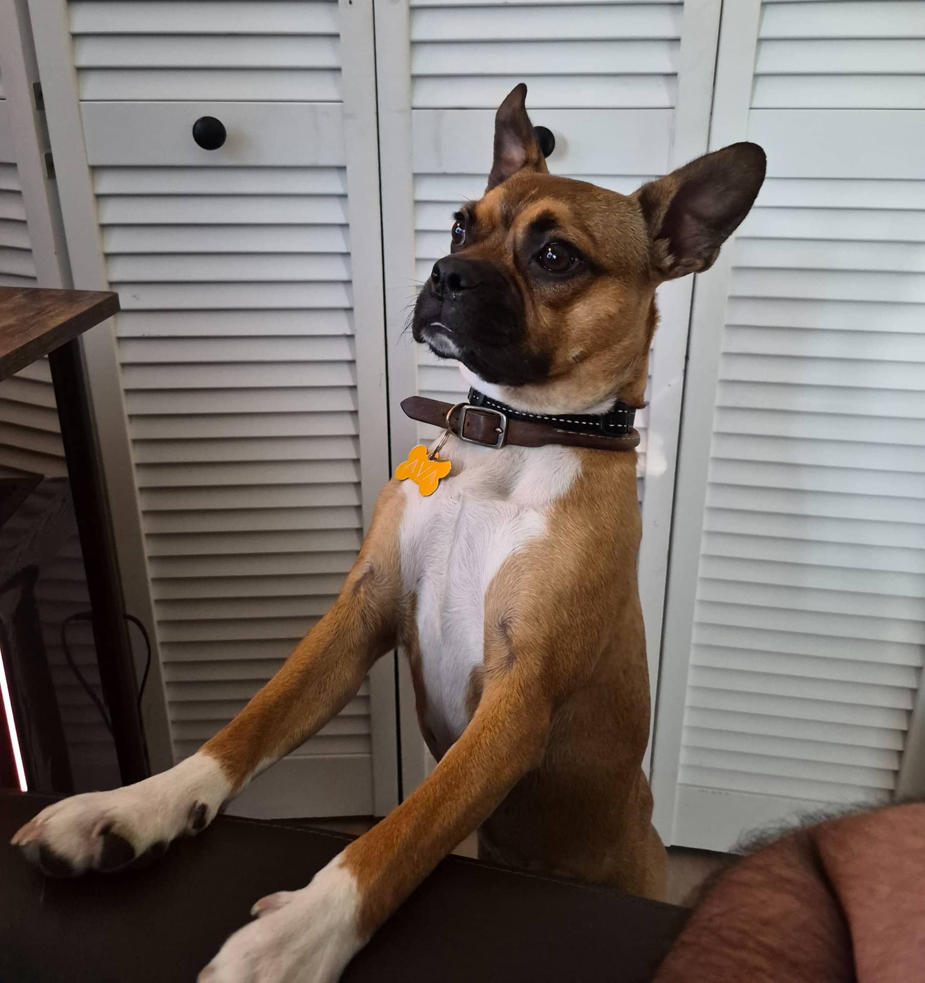 Ava - Boston Terrier and Pug available for adoption at Owner Rehoming in Georgina (1 of 5)