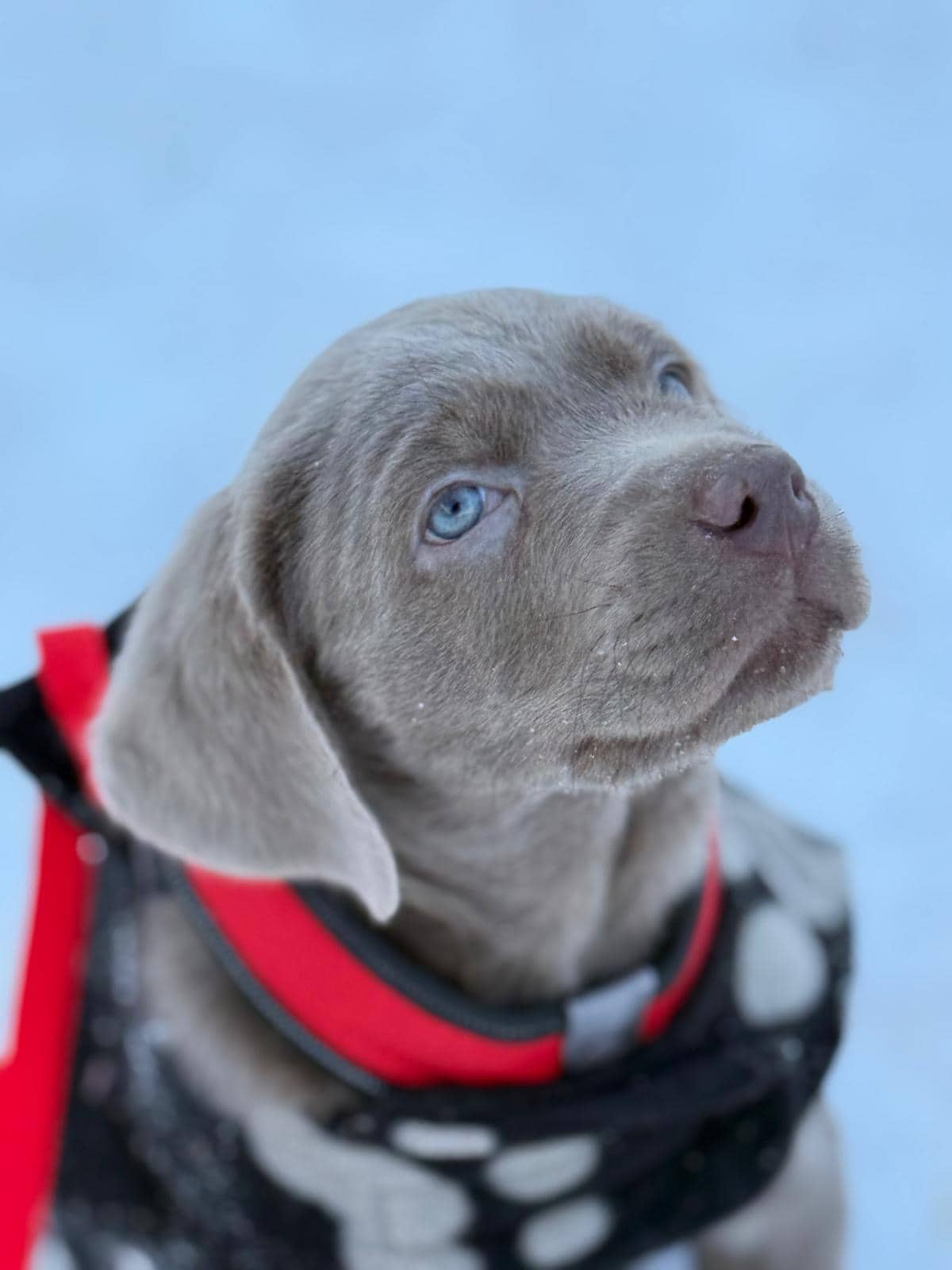 Gucci - Labrador Retriever available for adoption at Owner Rehoming in Winnipeg